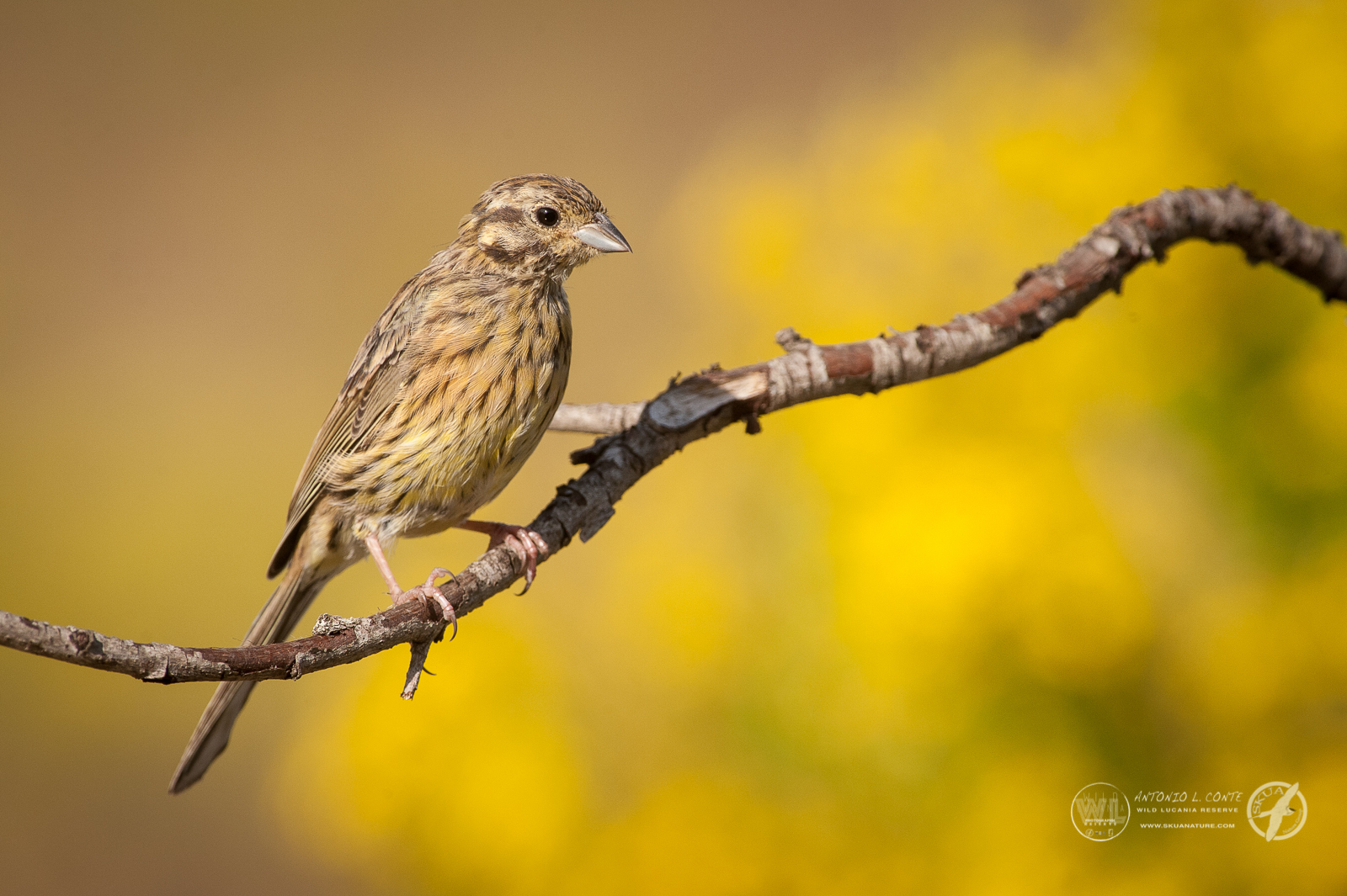Zigolo nero giovane (Emberiza cirlus)
