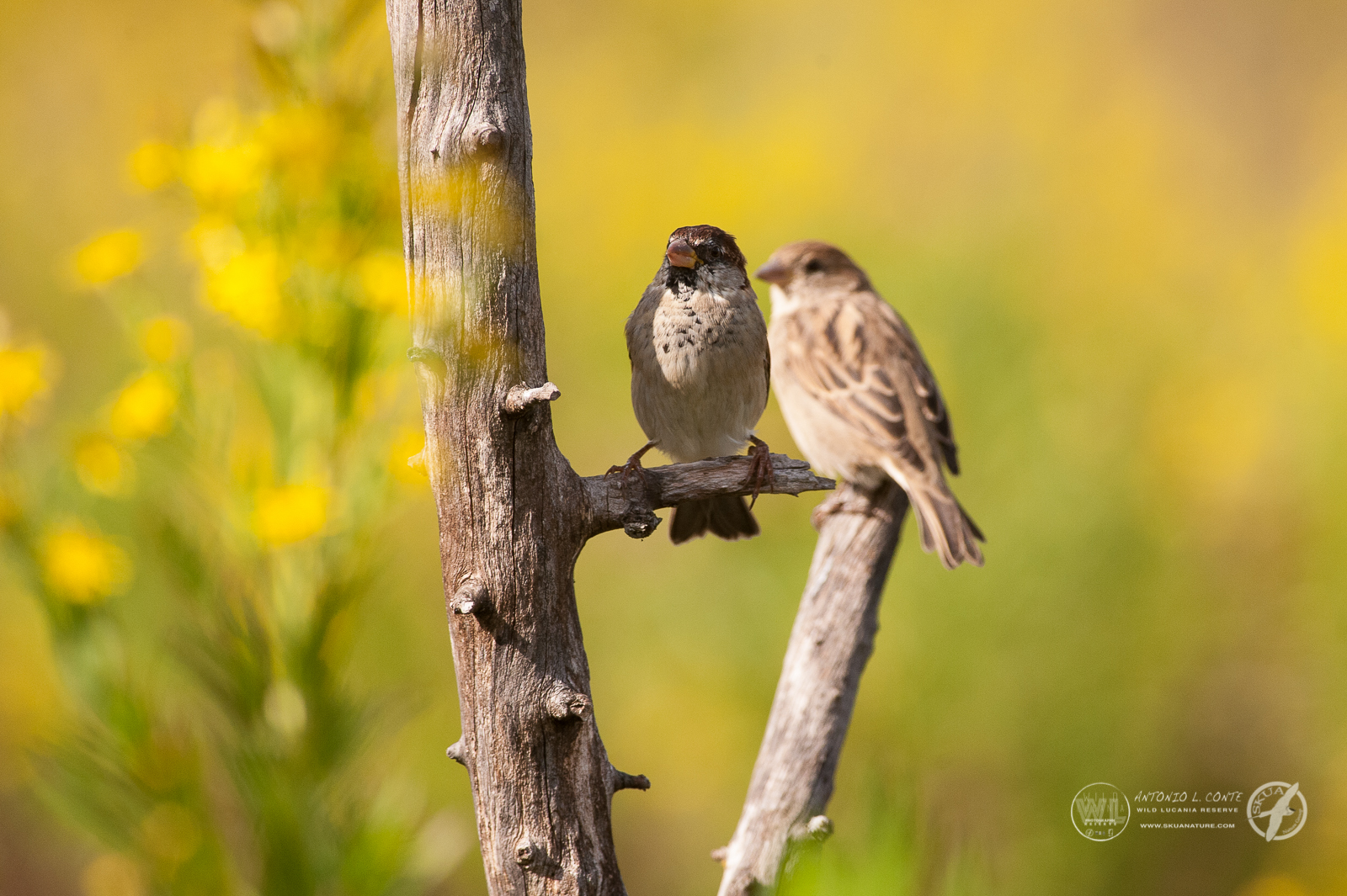Passeri (Passer italiae)
