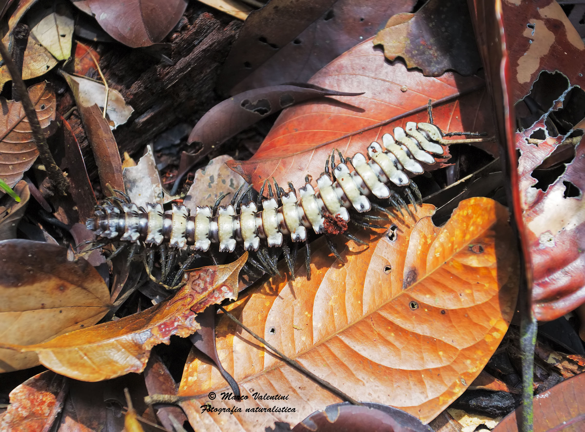 Gli alieni sono tra noi