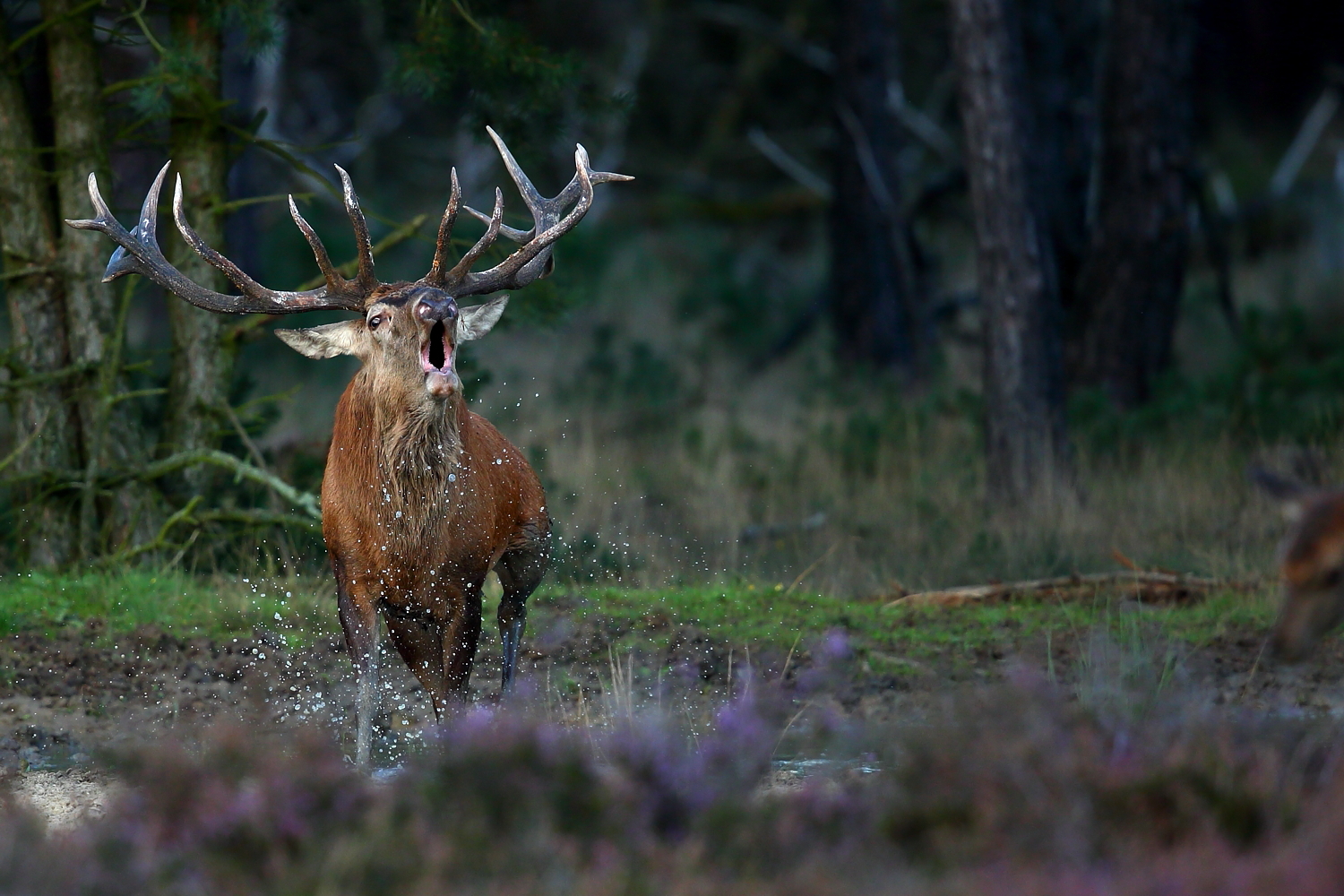 The roar of the deer