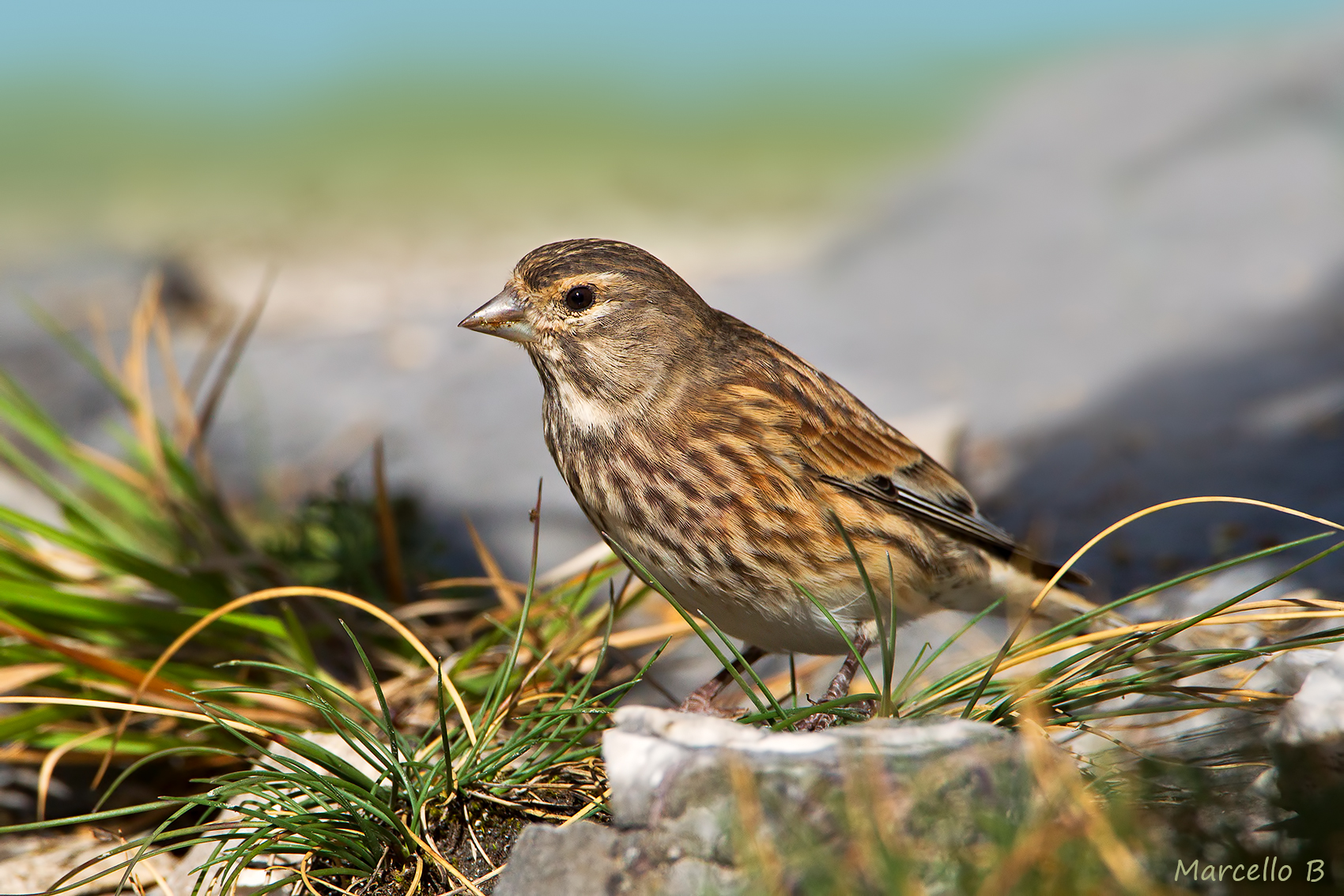 Linnet - Apuan Alps.