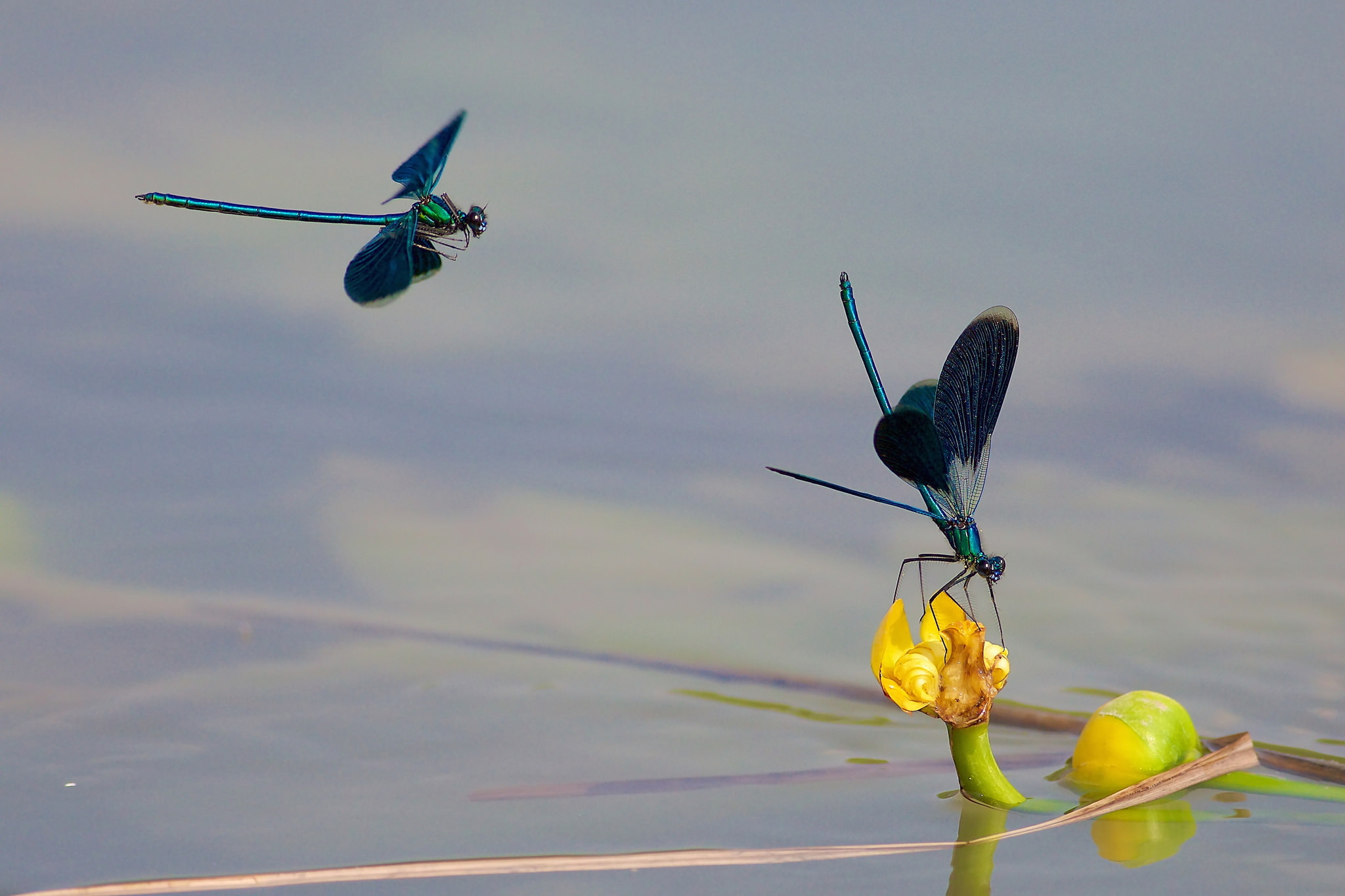 Calopteryx Splendens #1