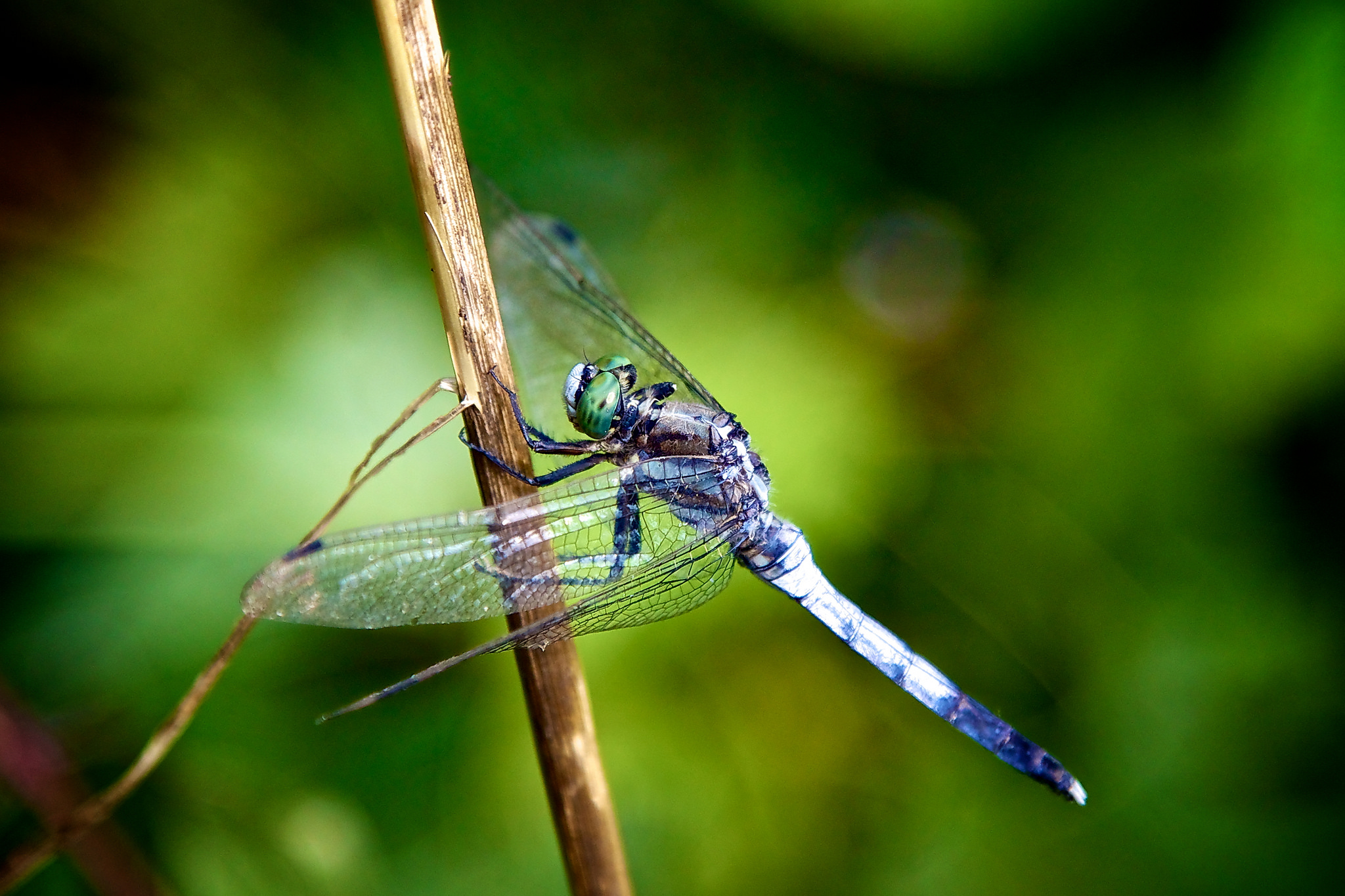 Dragonfly