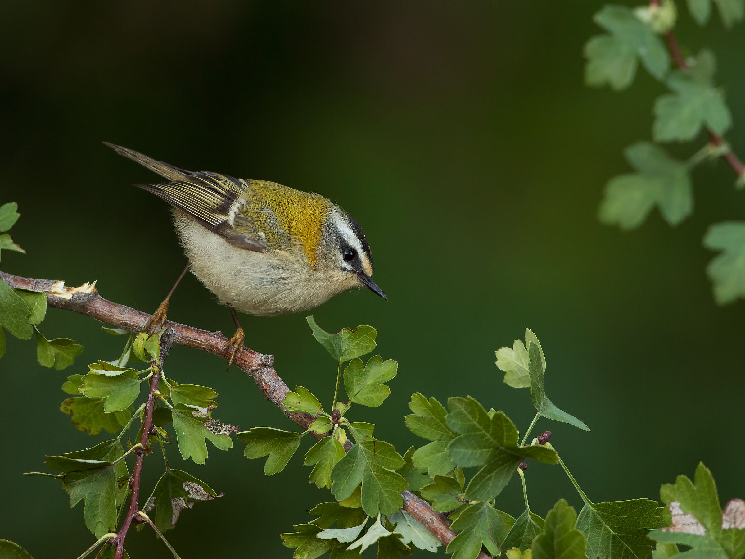 Firecrest