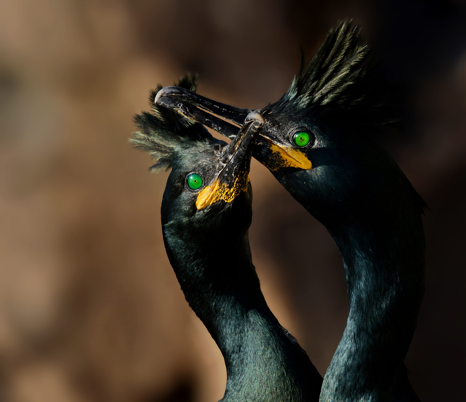 marangoni dal ciuffo