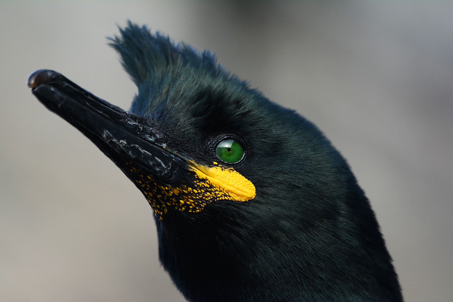 marangone dal ciuffo