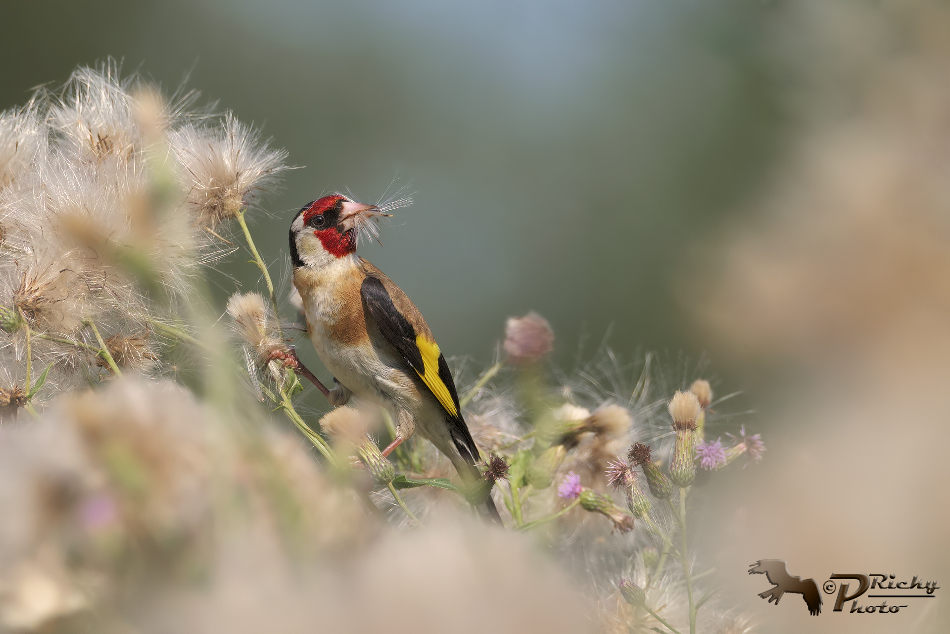 Goldfinch