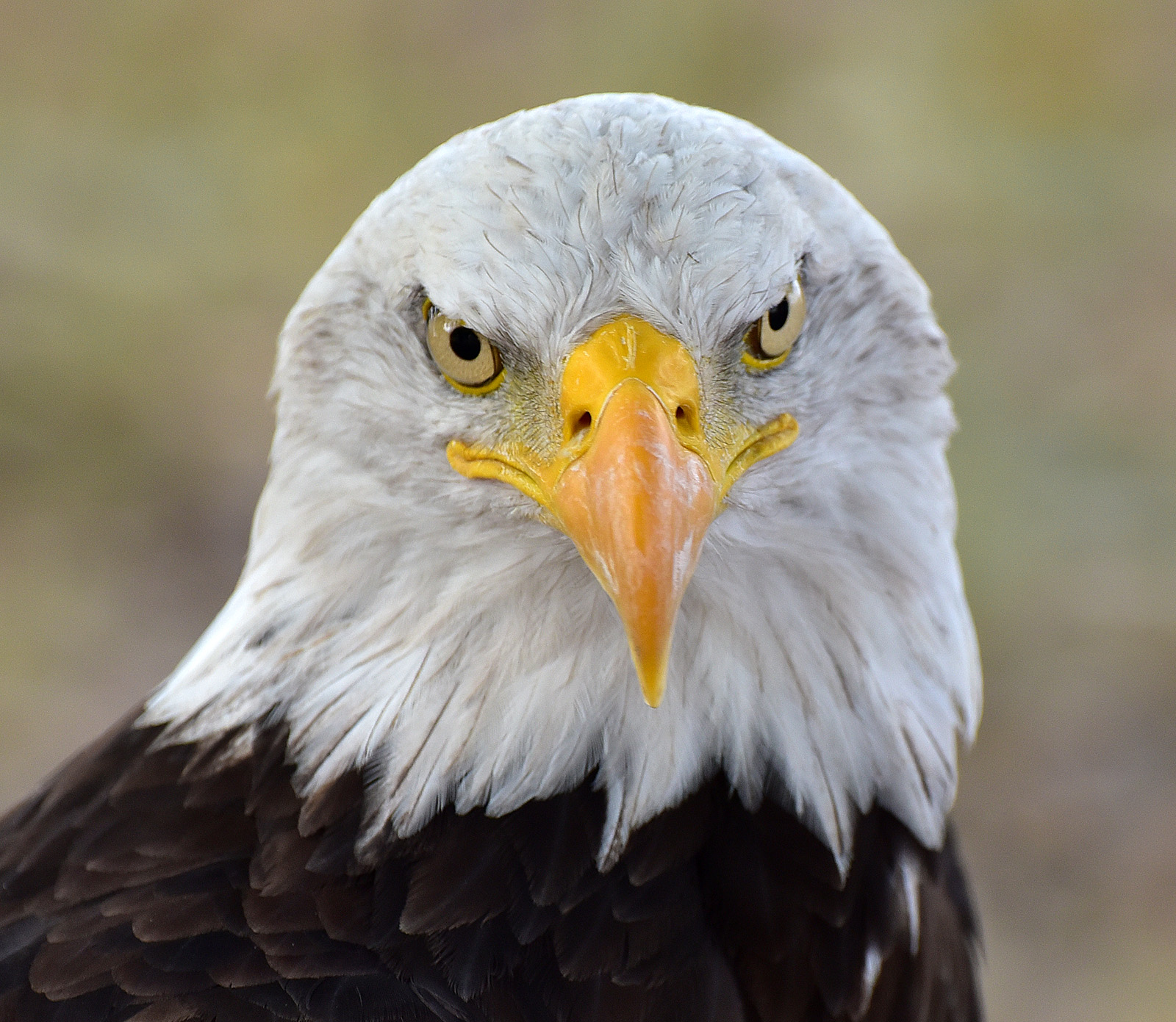 Aquila di mare (in cattività)