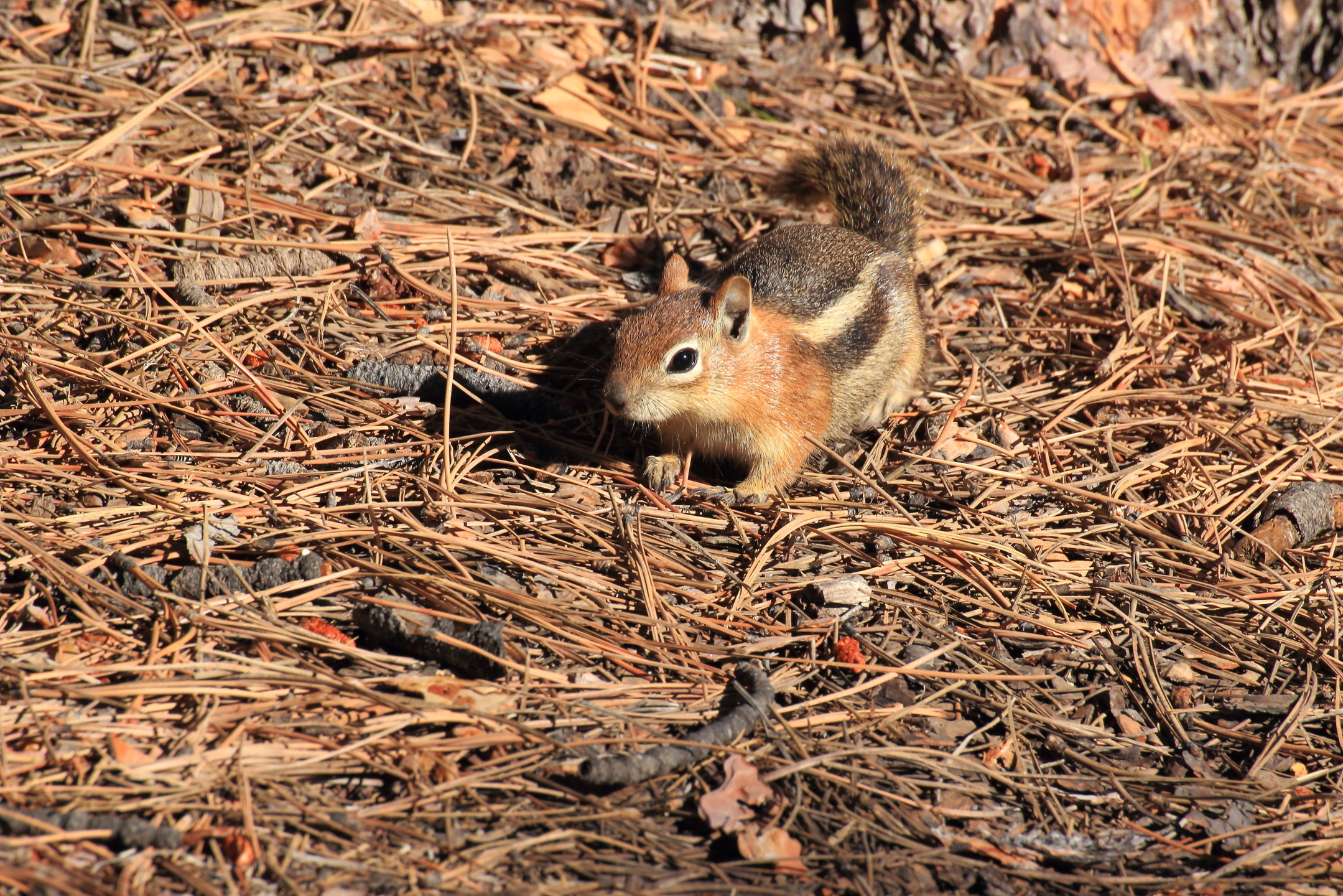 Chipmunk at Bryce Canyon