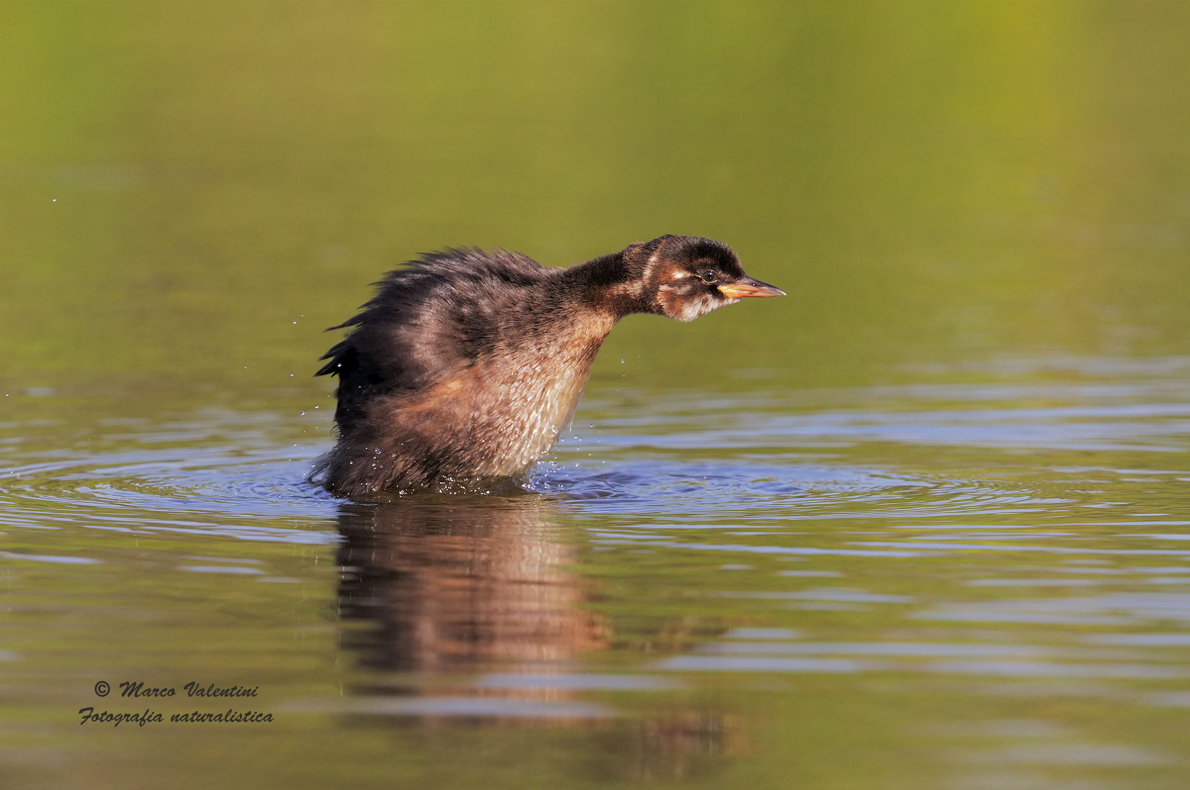 Giovane tuffetto - 2