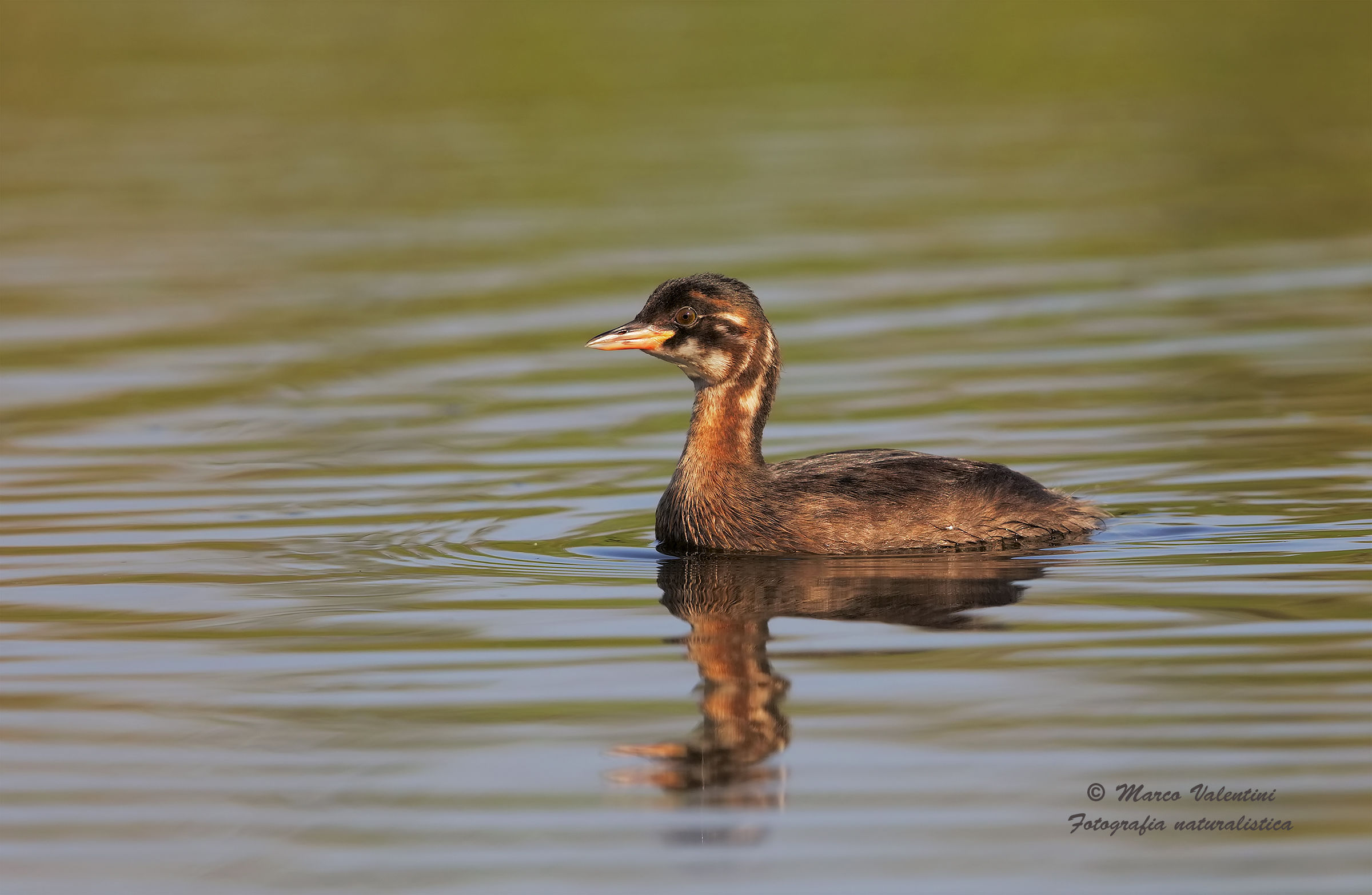 Giovane tuffetto - 3
