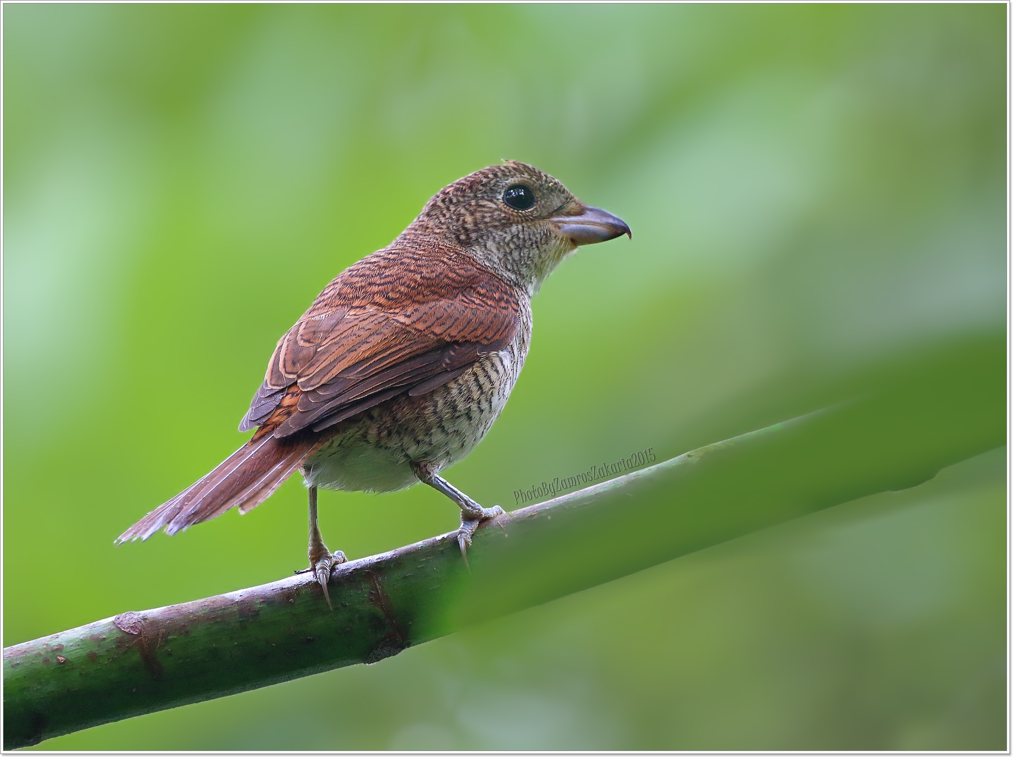 Tiger Shrike (Juvenile)