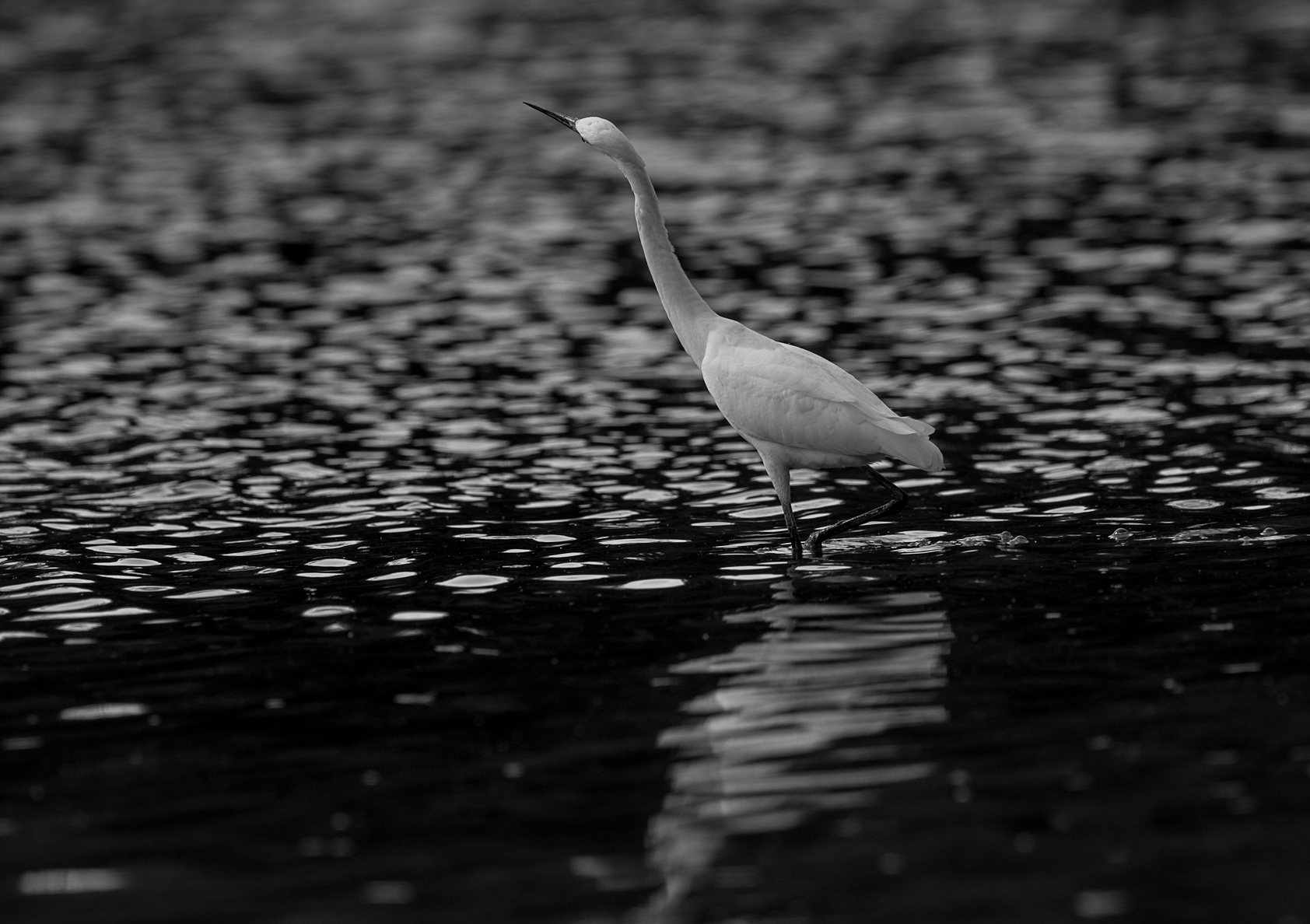 Egret in alarm