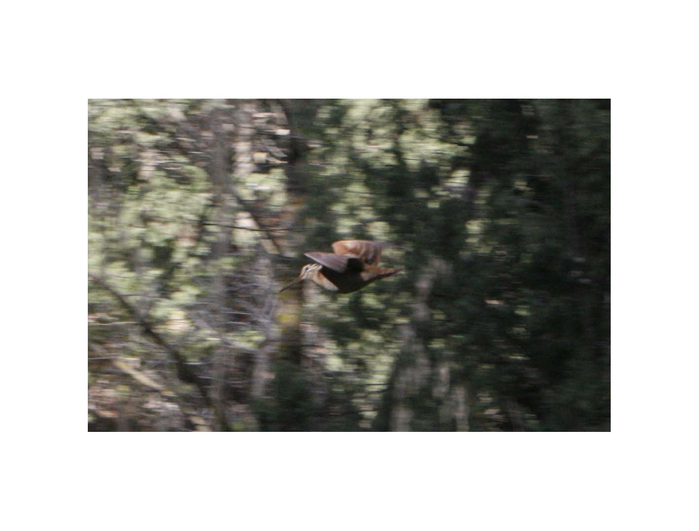 Woodcock in flight 2