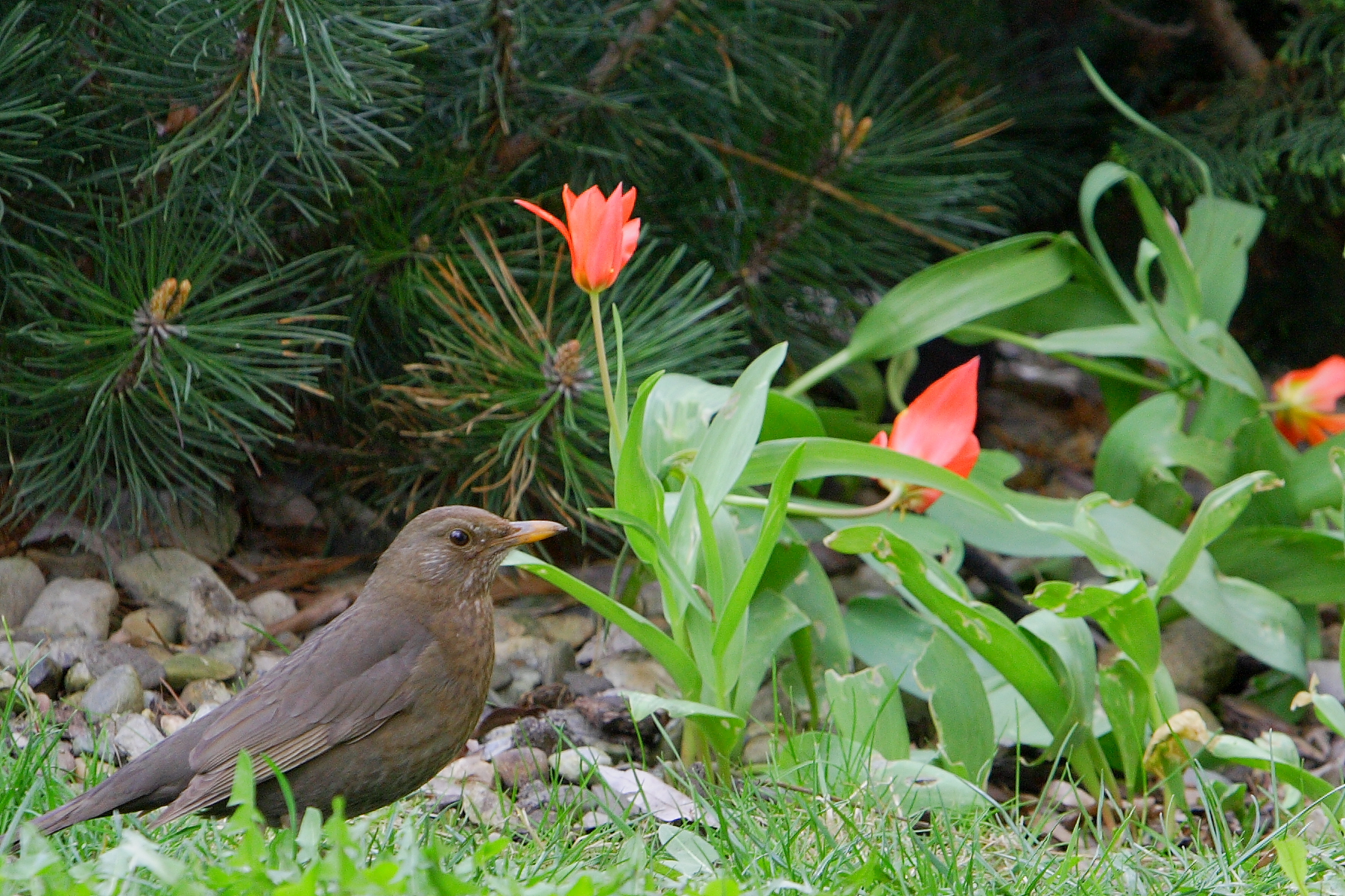 Blackbird
