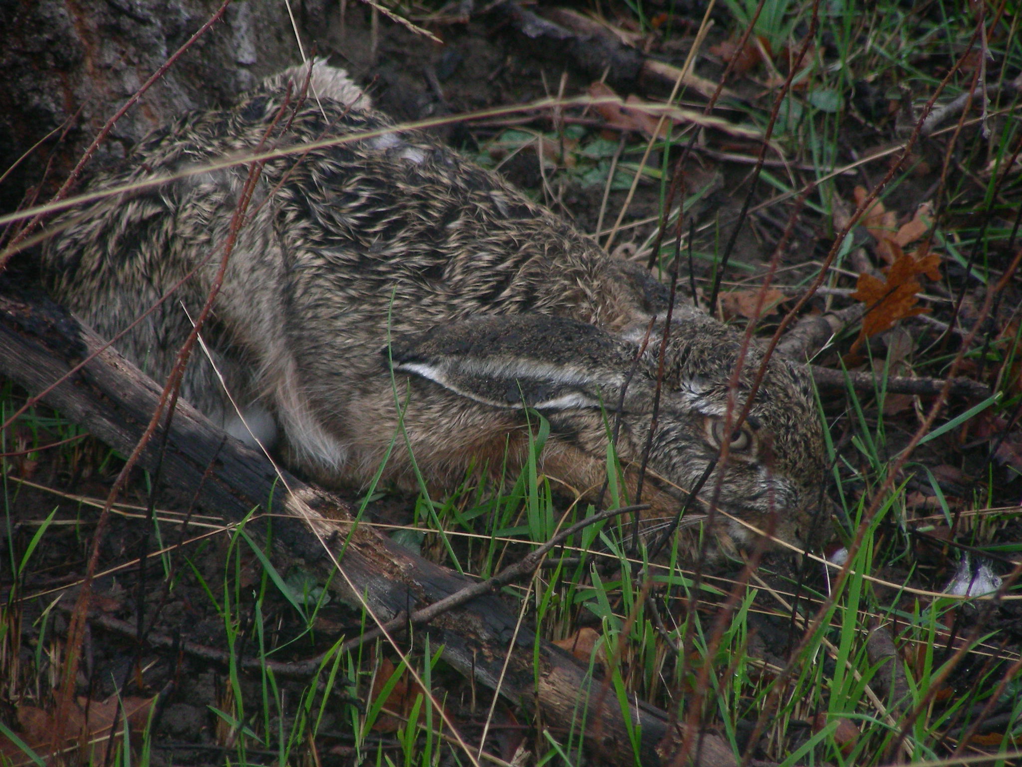 Hare's lair
