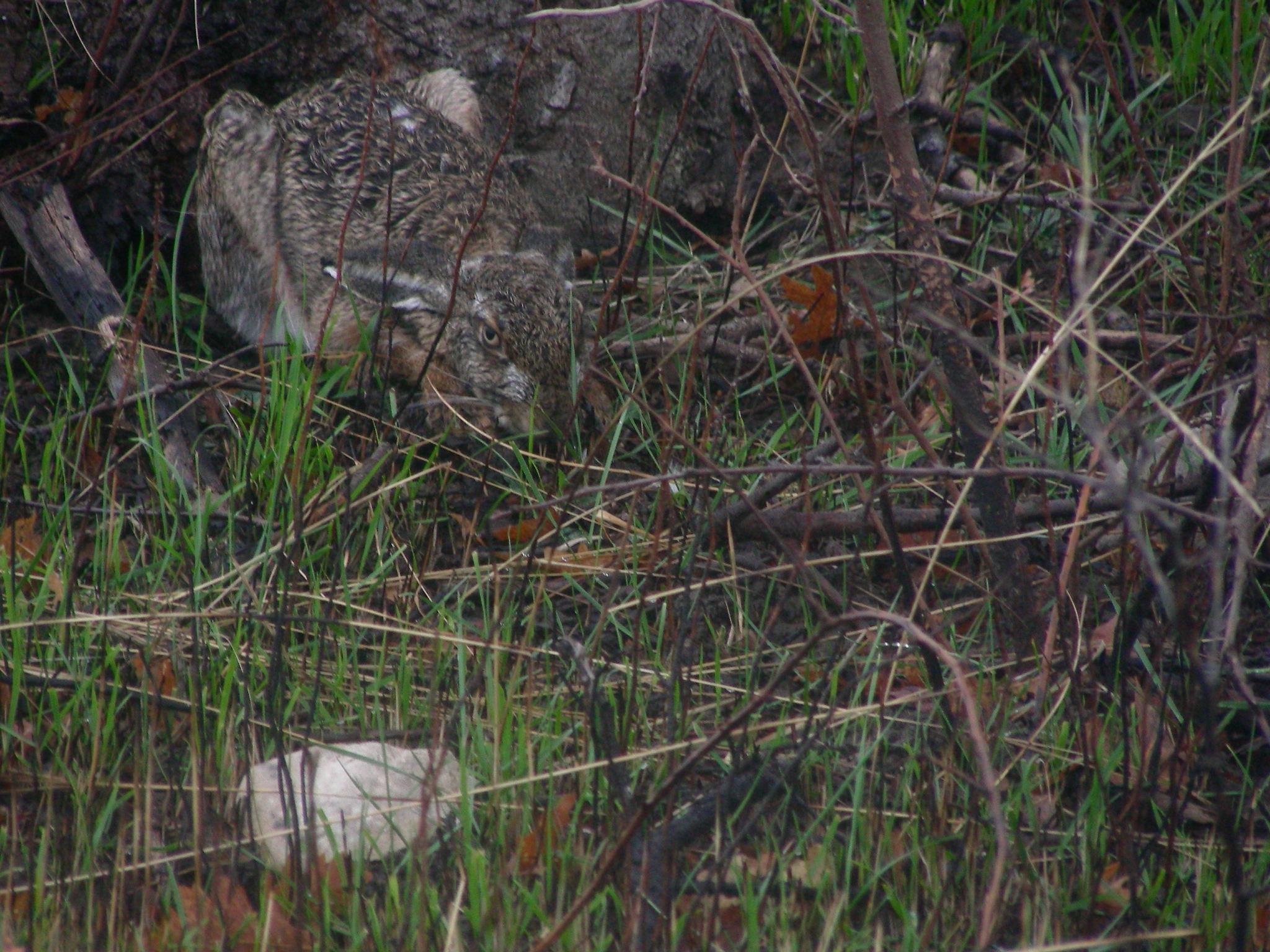 Hare lair 2