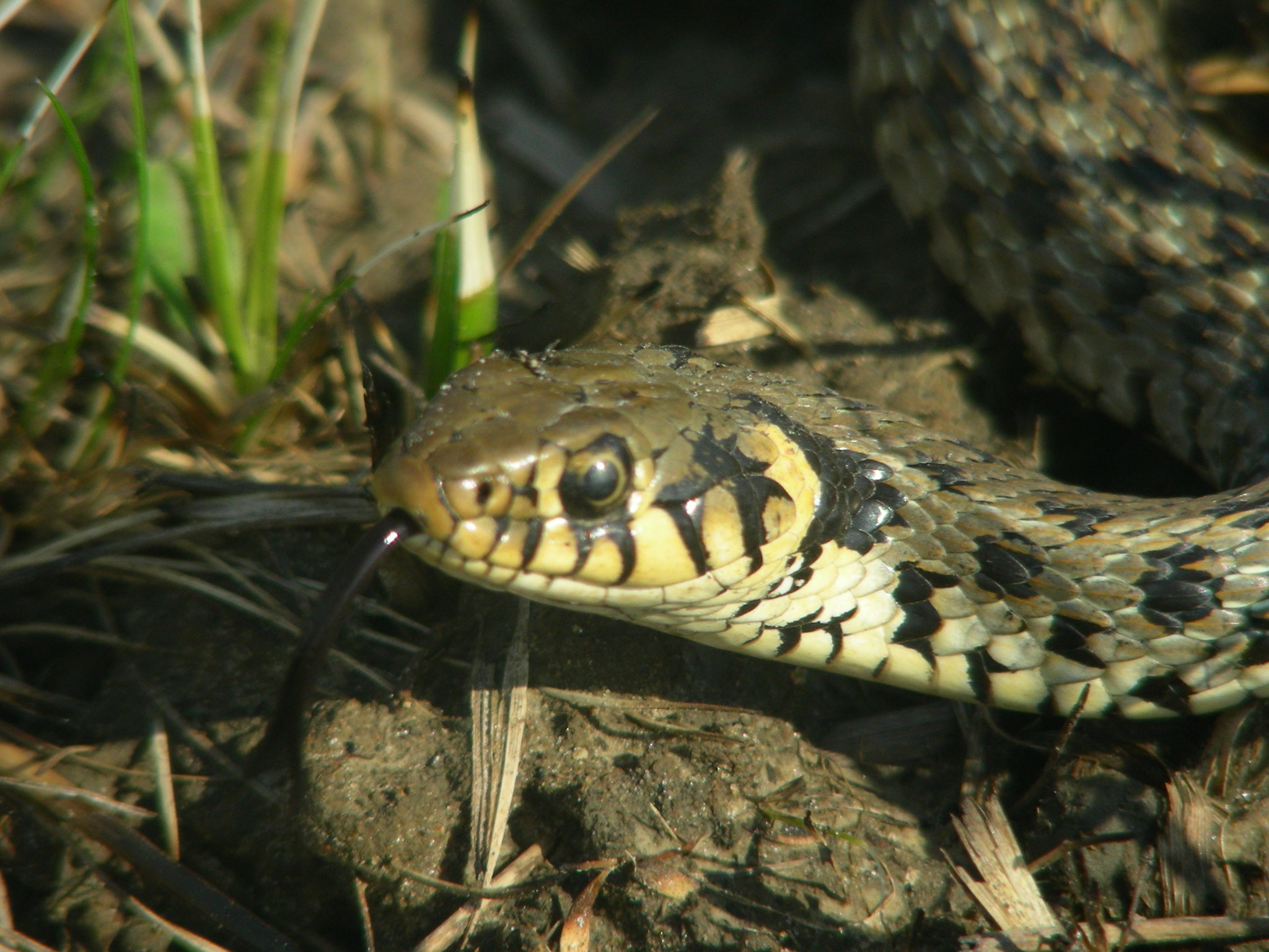 Snake