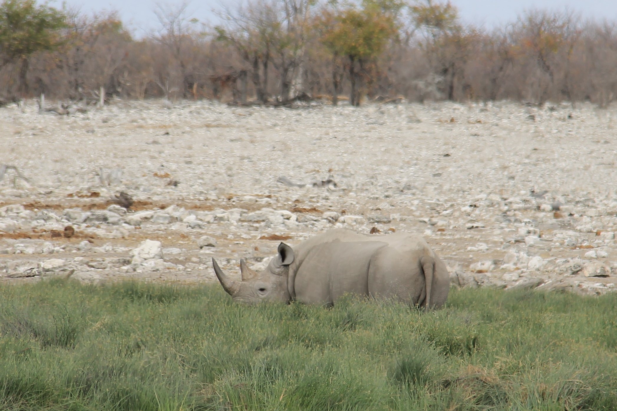 Etosha Rinoceronte