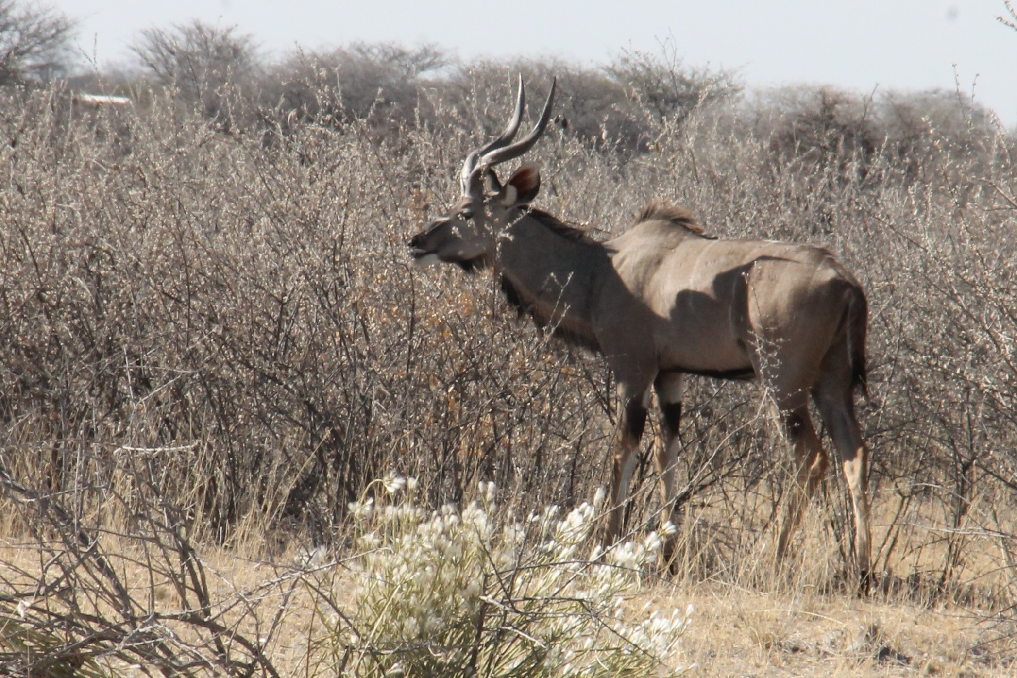 Etosha Kudu maschio
