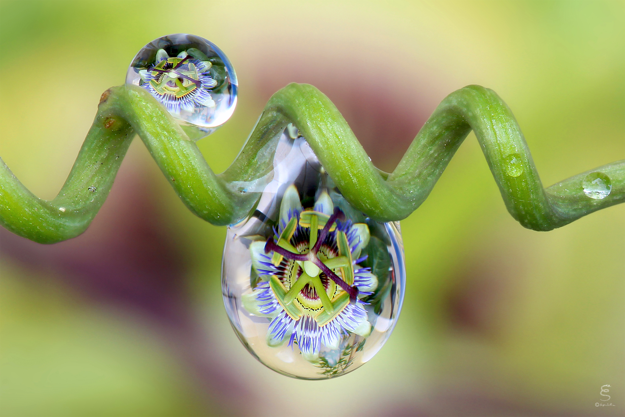 Passiflora reflected