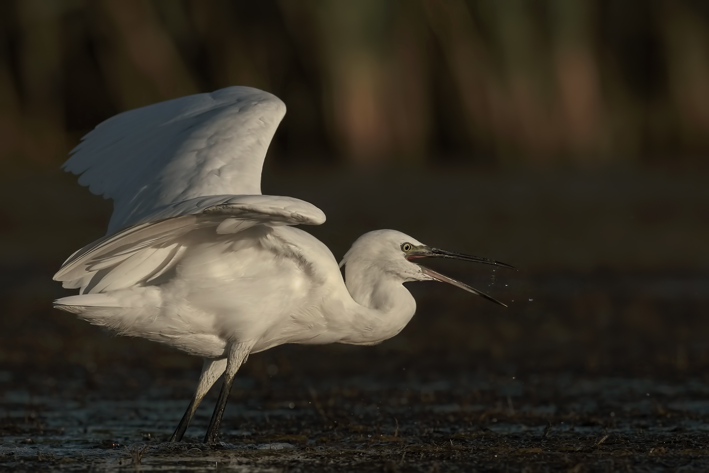 la garzetta che banchetta!
