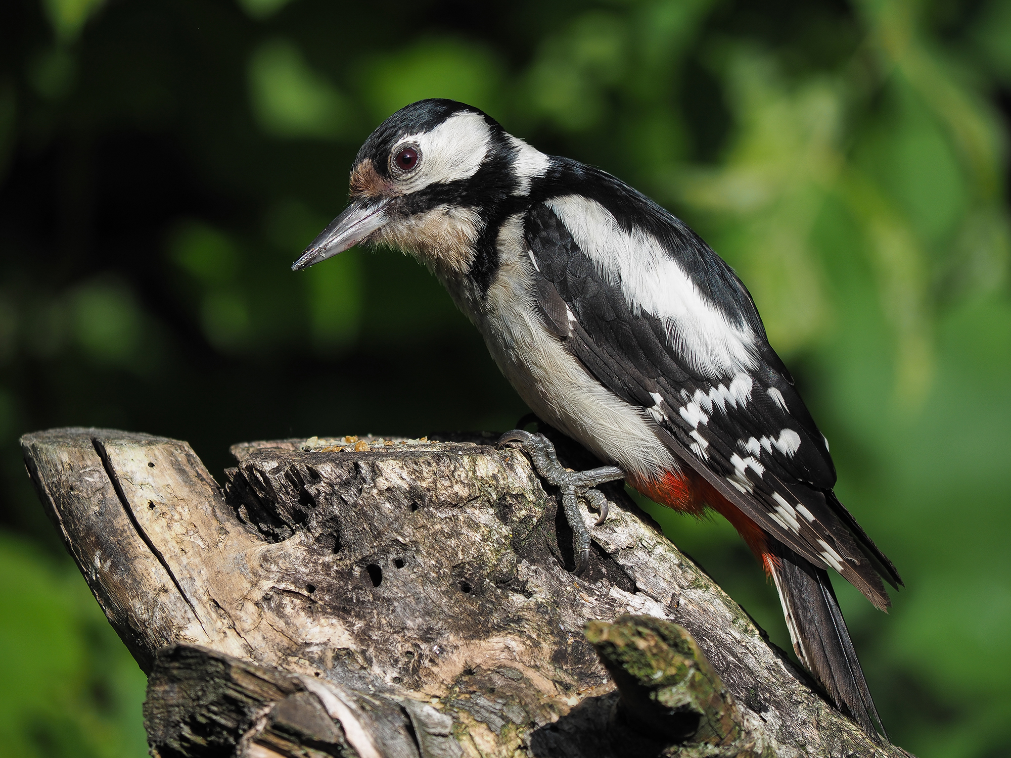 Spotted Woodpecker (female)
