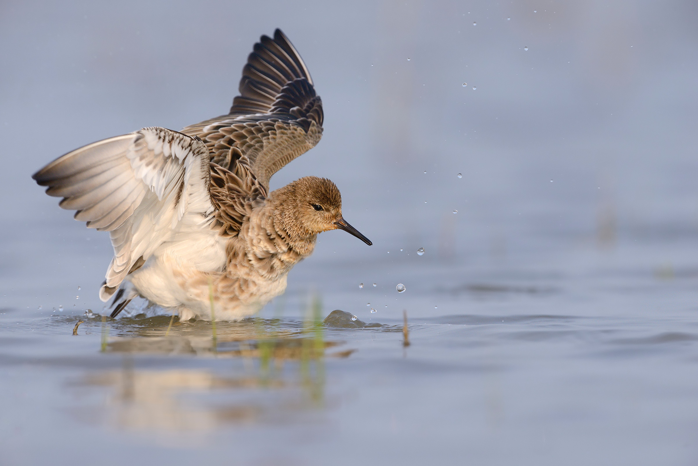 Il bagno del Combattente