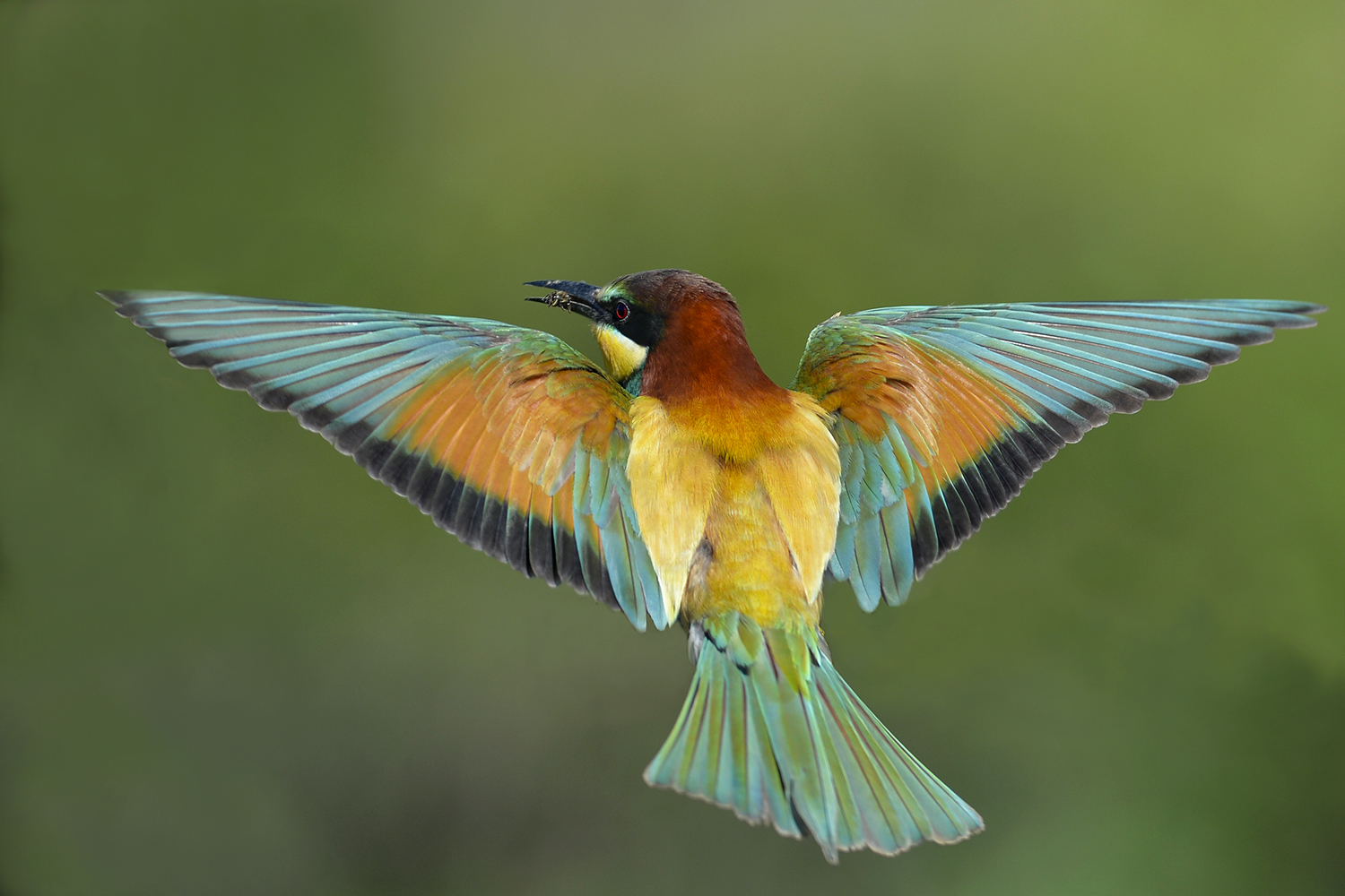Gruccione in volo con ape.