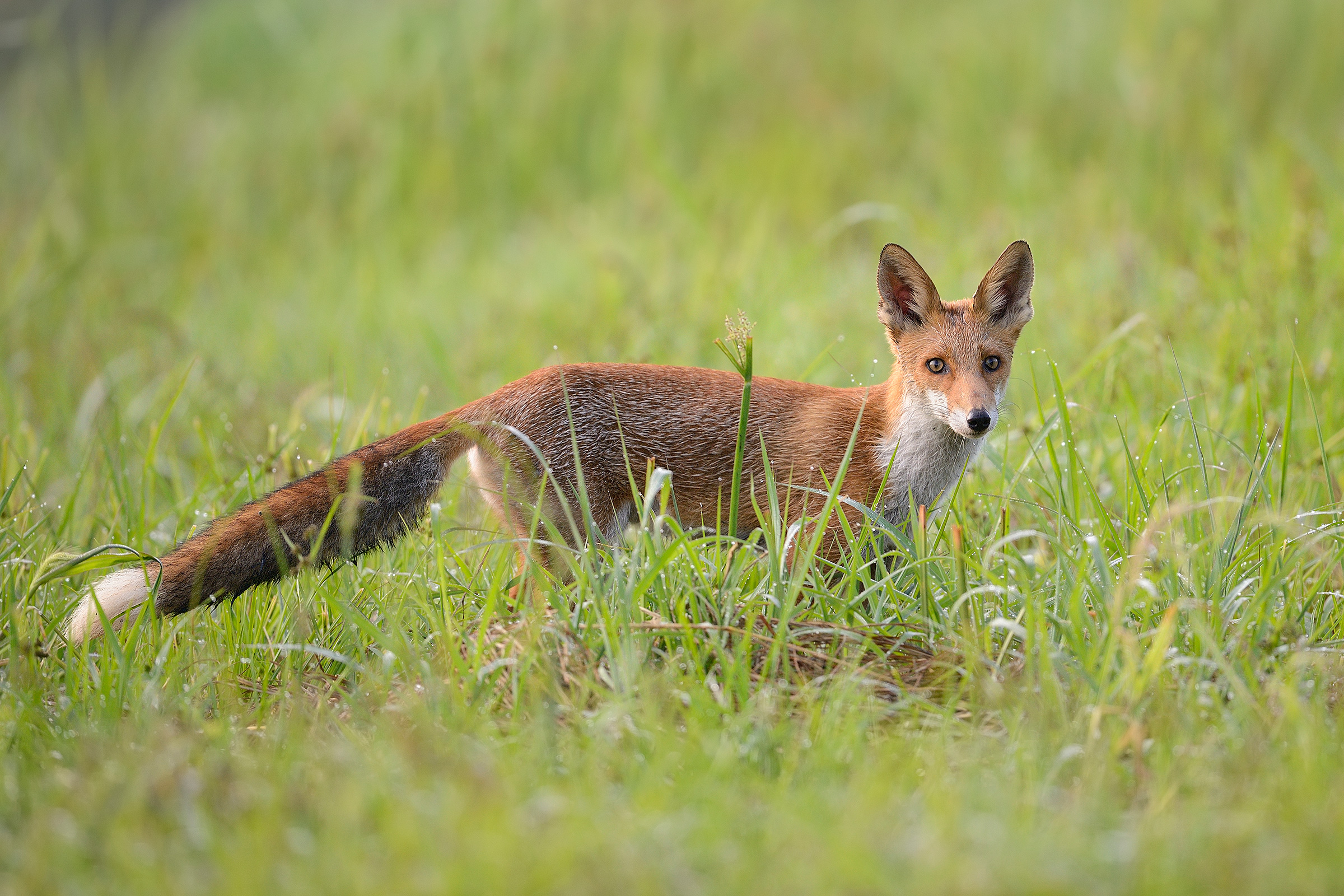 La Volpe incuriosita
