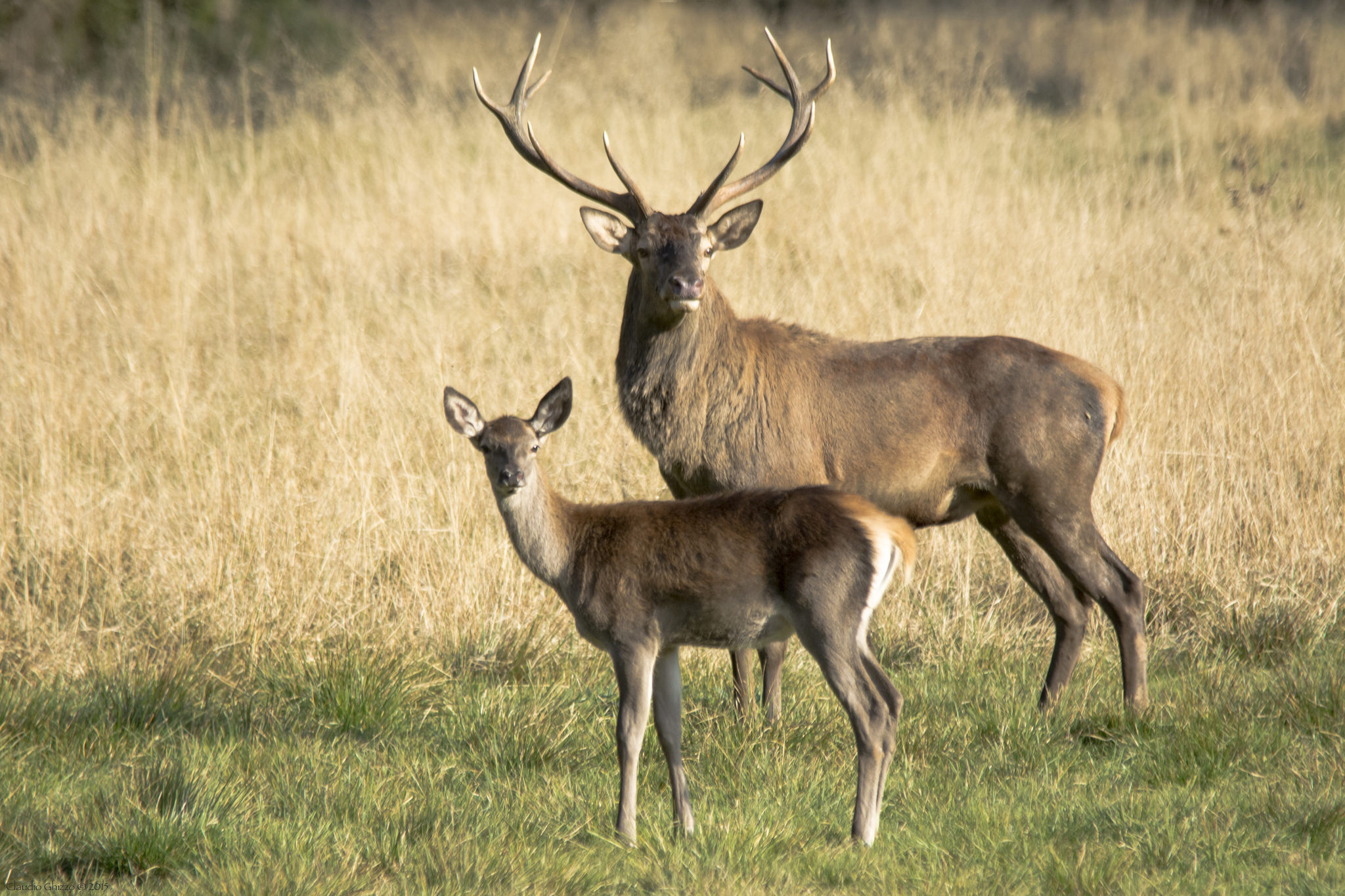 Vecchia e nuova generazione
