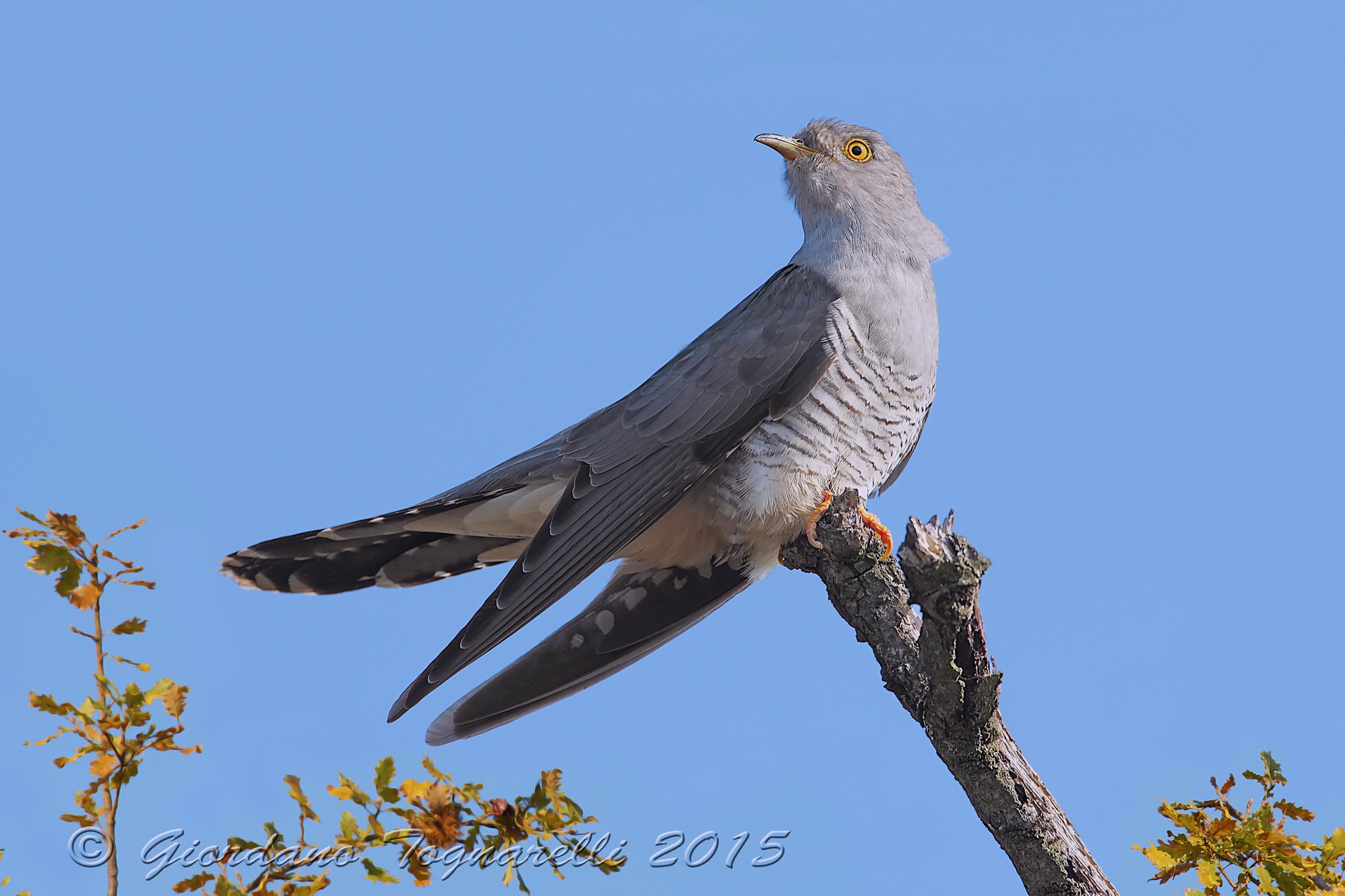 Il ritardatario.!!!!