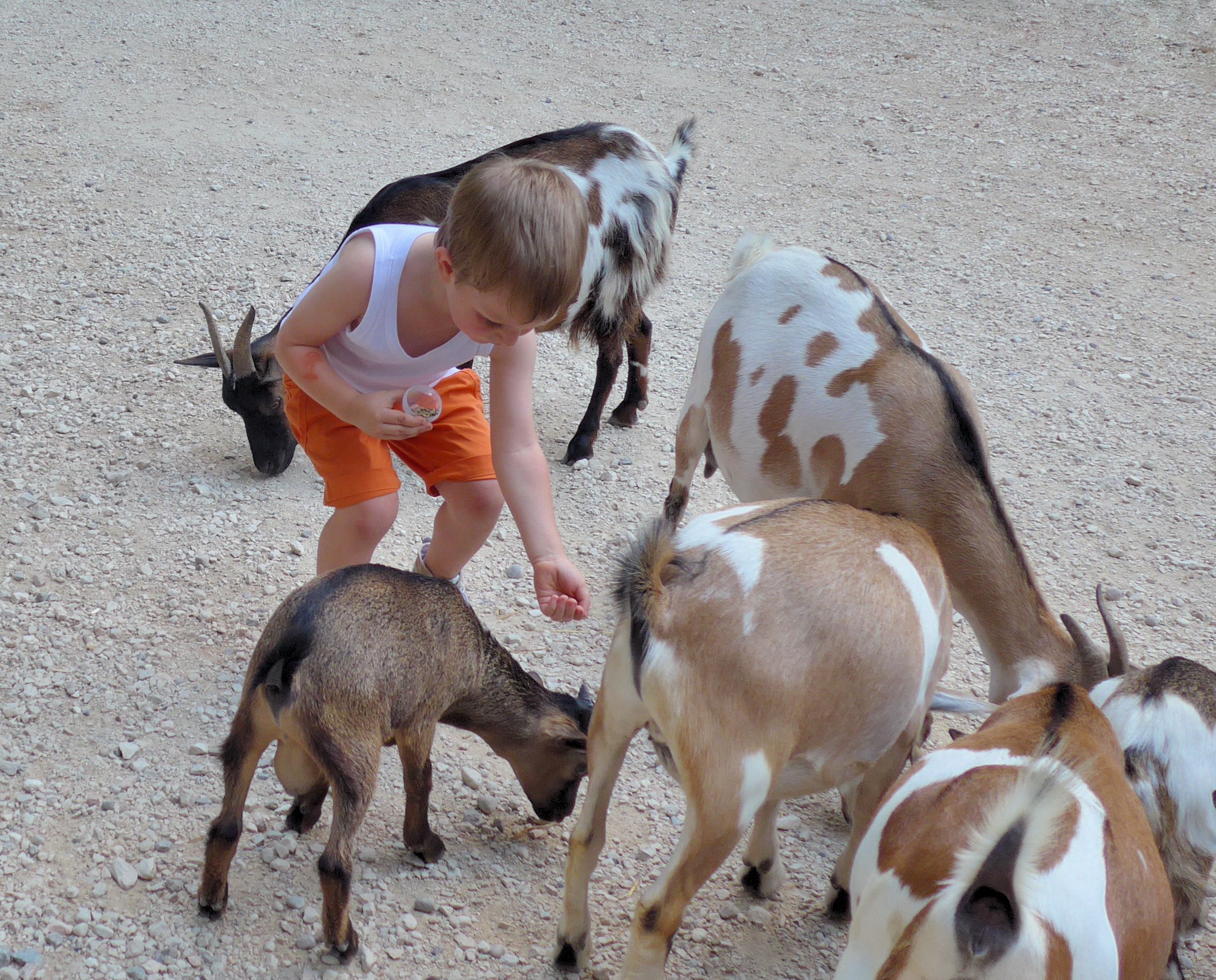 lasciate che le capre vengano a me