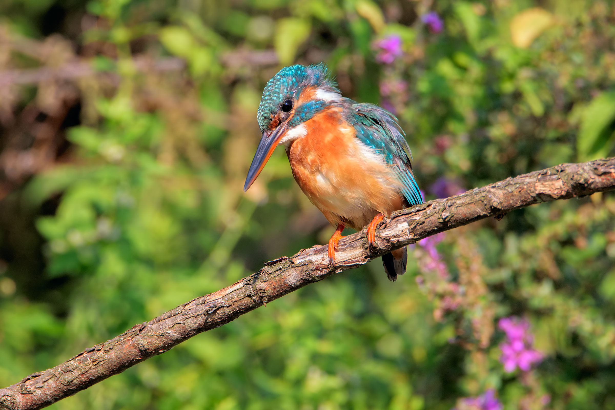 Kingfisher