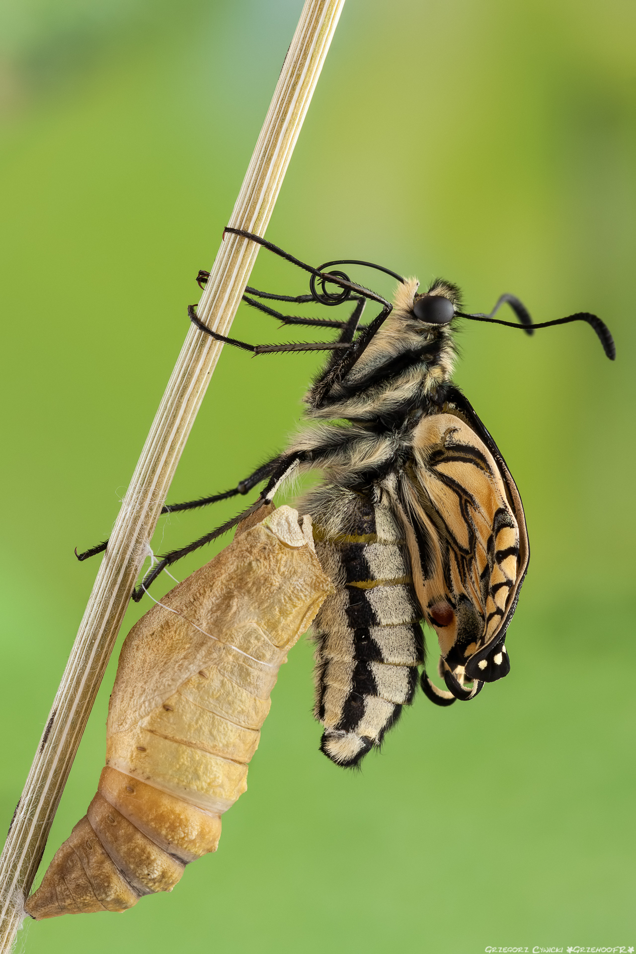 La nascita di una farfalla