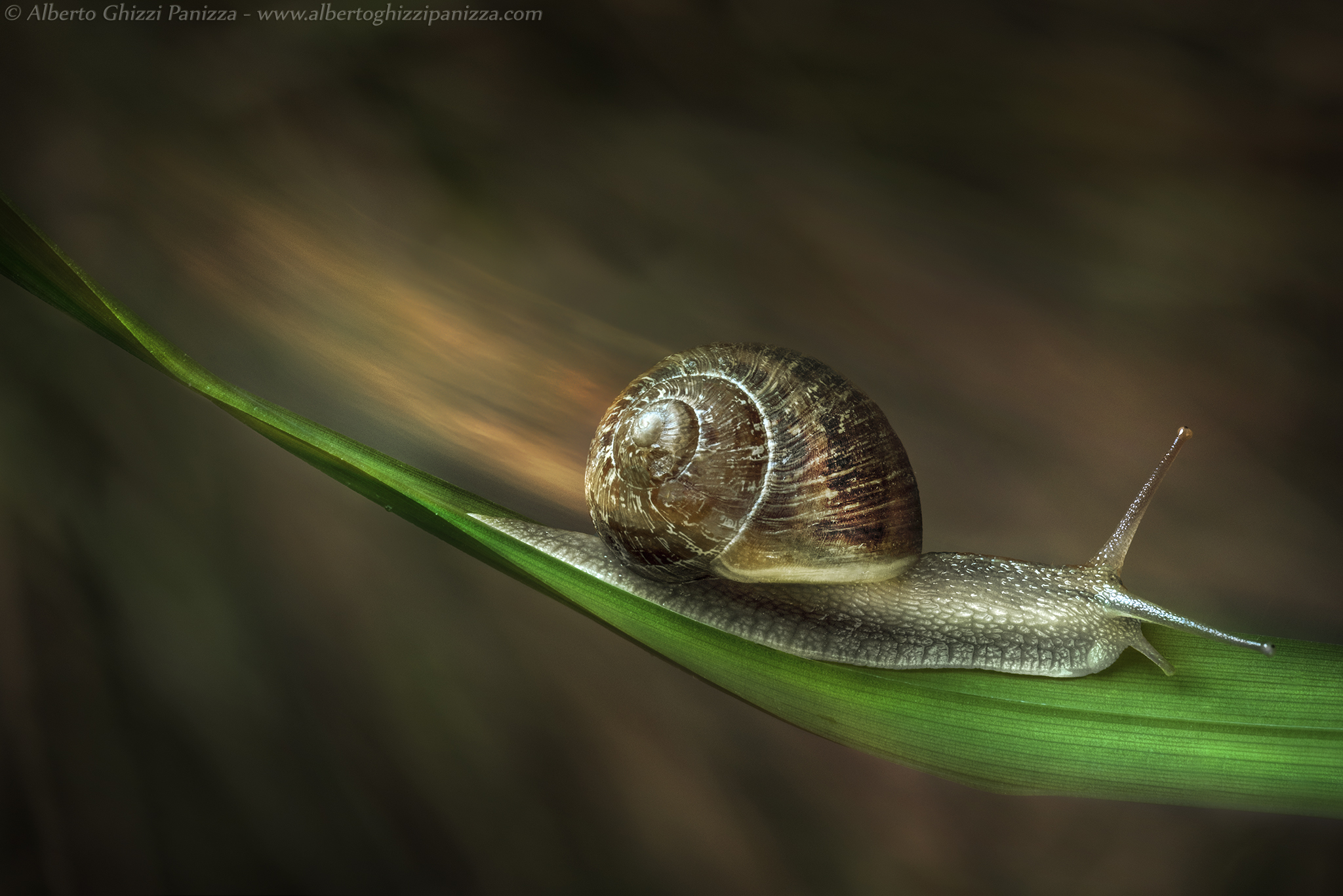 Speedsnail