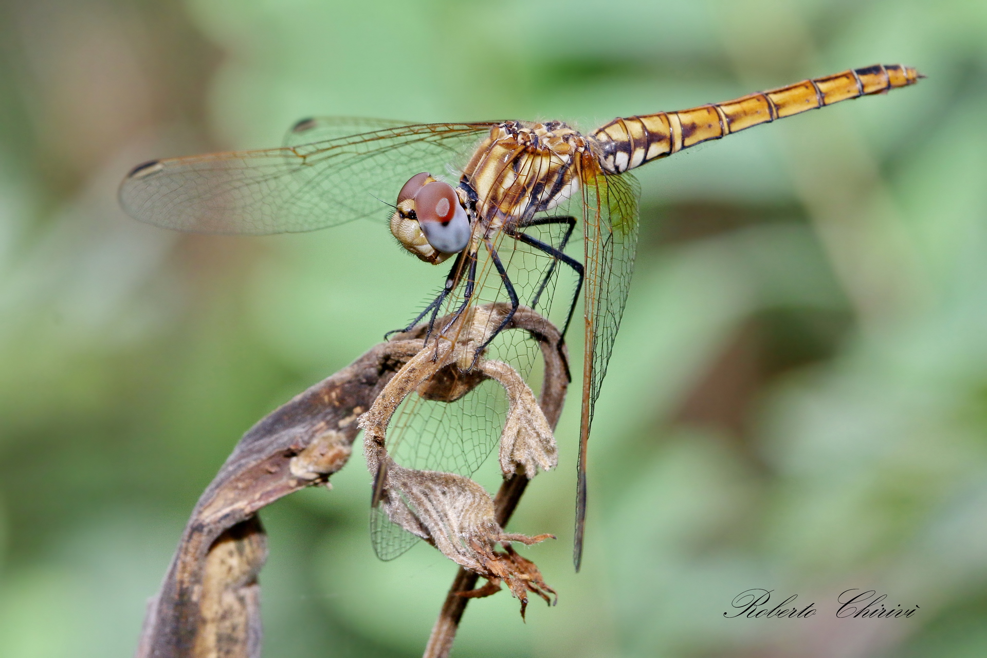Libellula