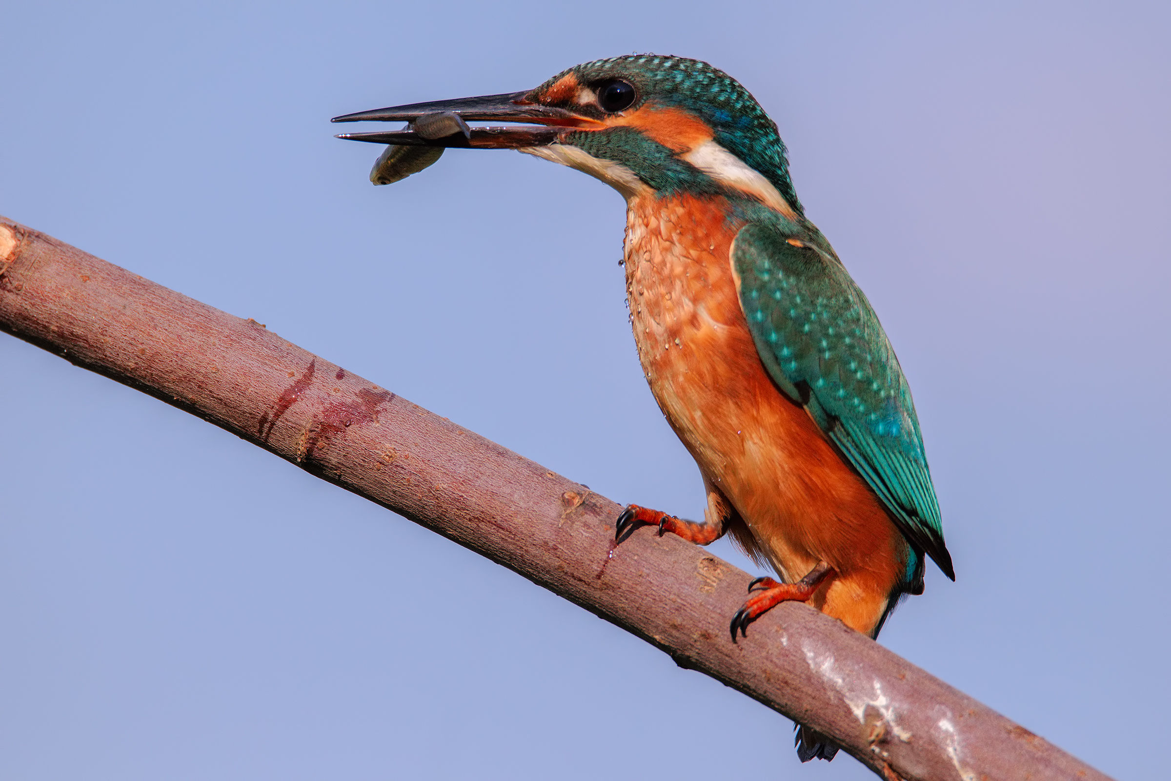 Kingfisher