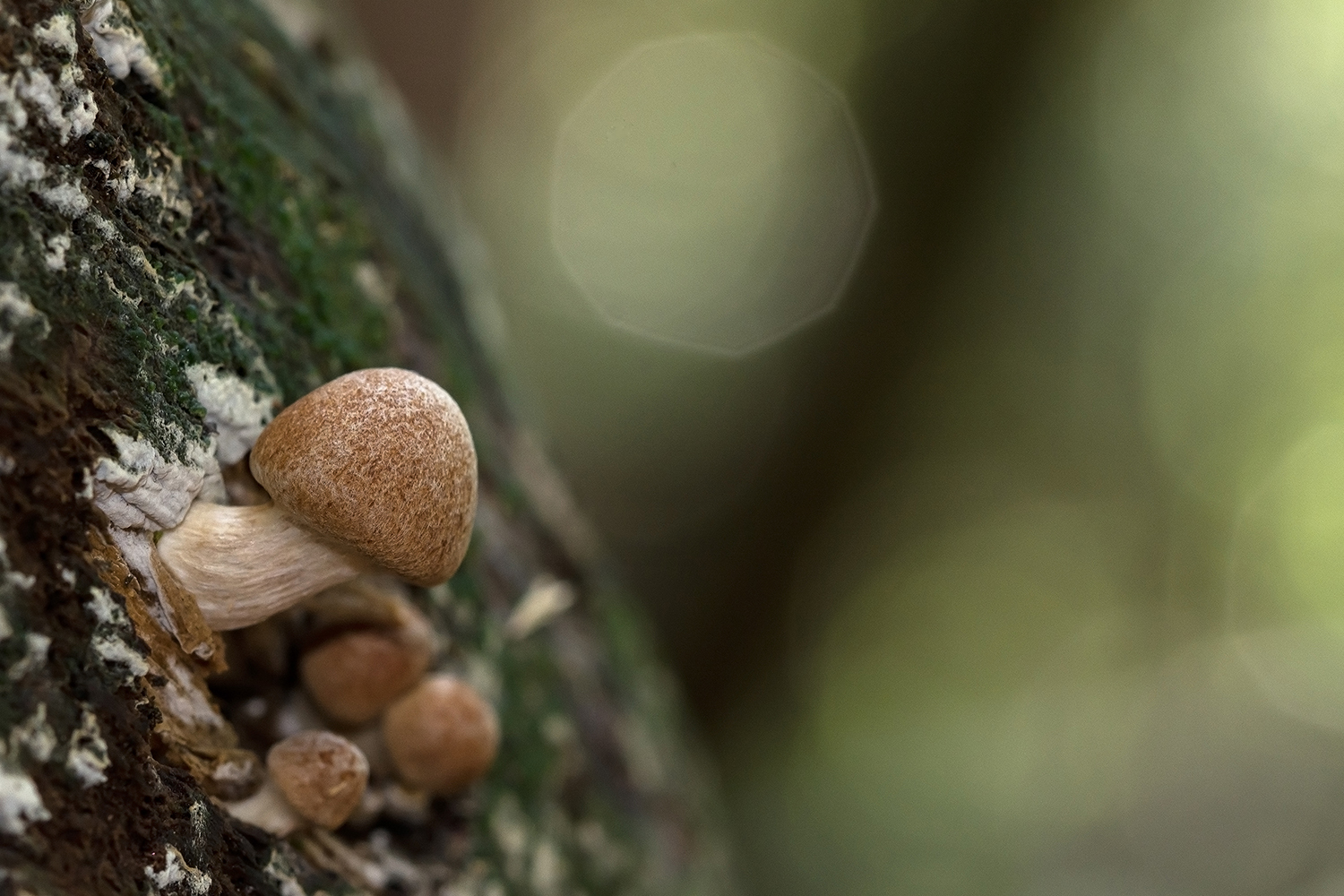 Small mushrooms in the forest