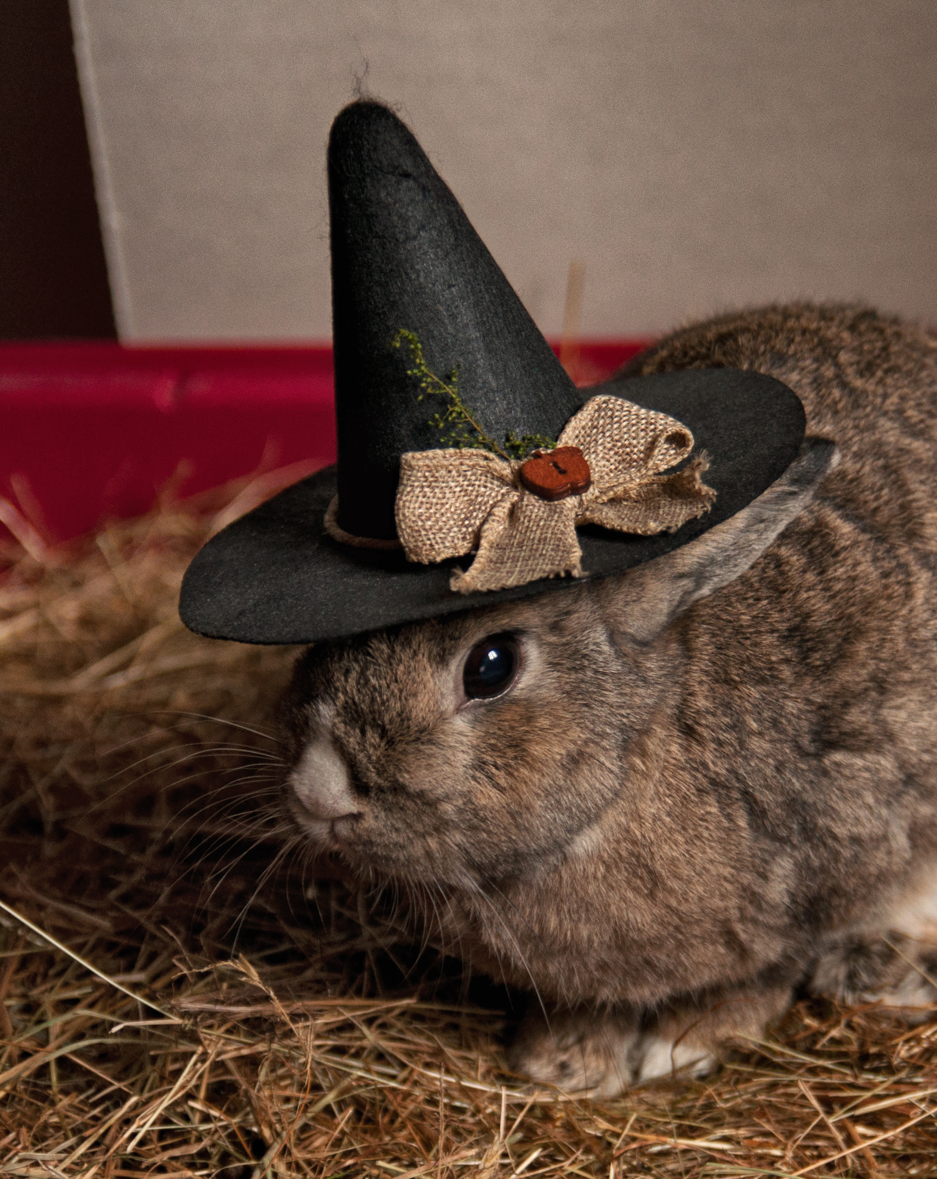 Bunny Witch Project