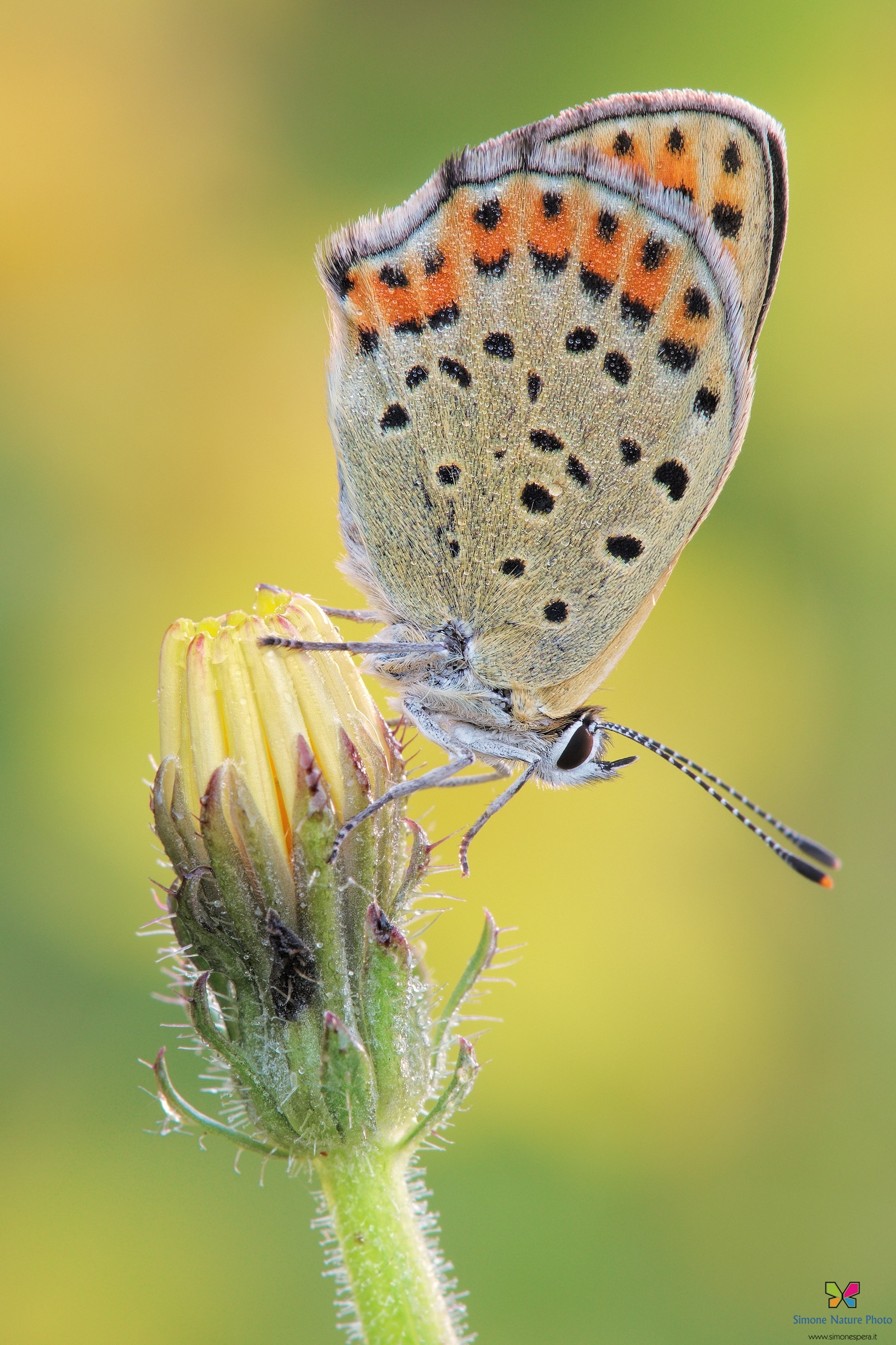 Lycaena tityrus (Poda, 1761)