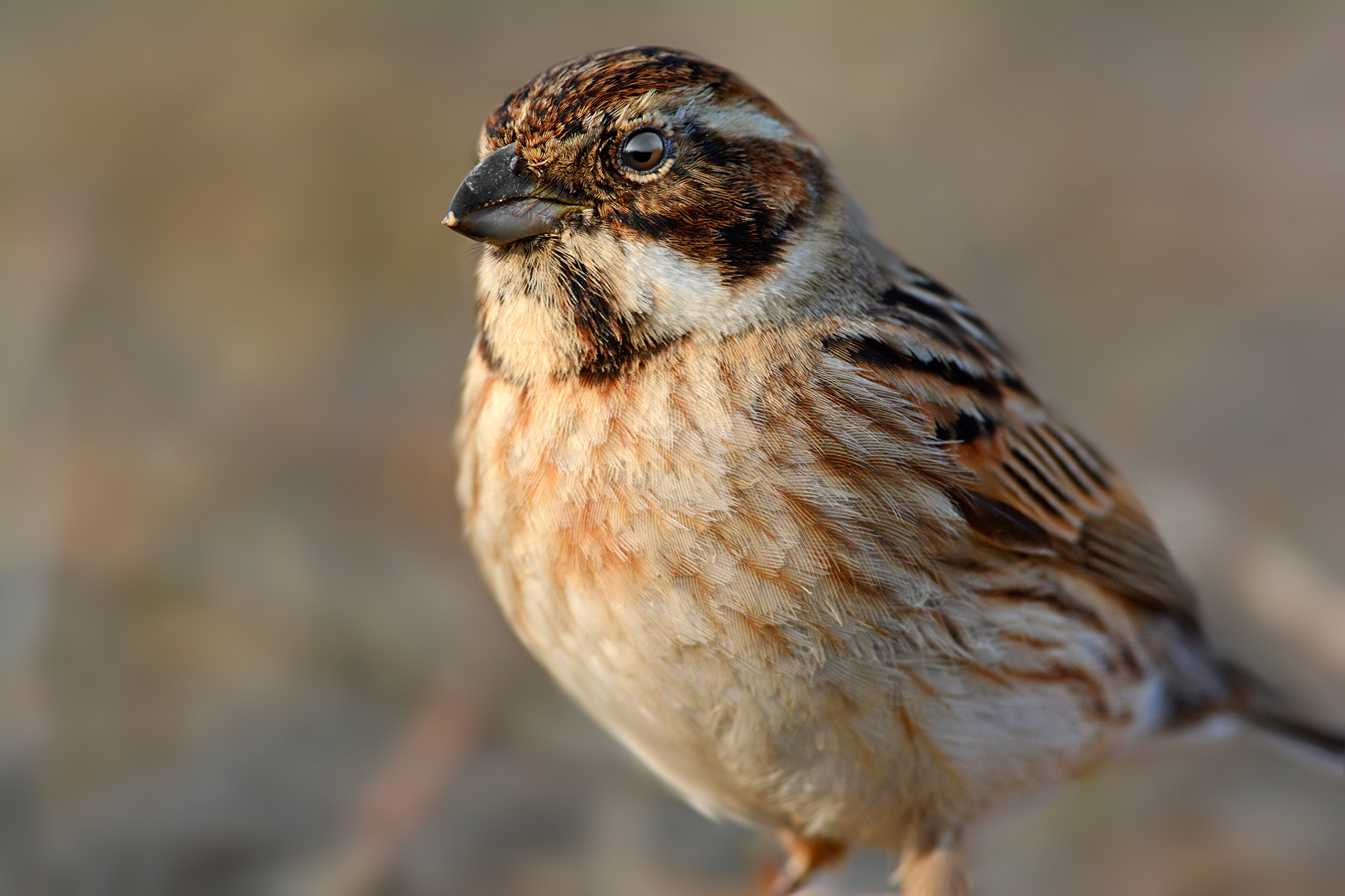 migliarino di palude