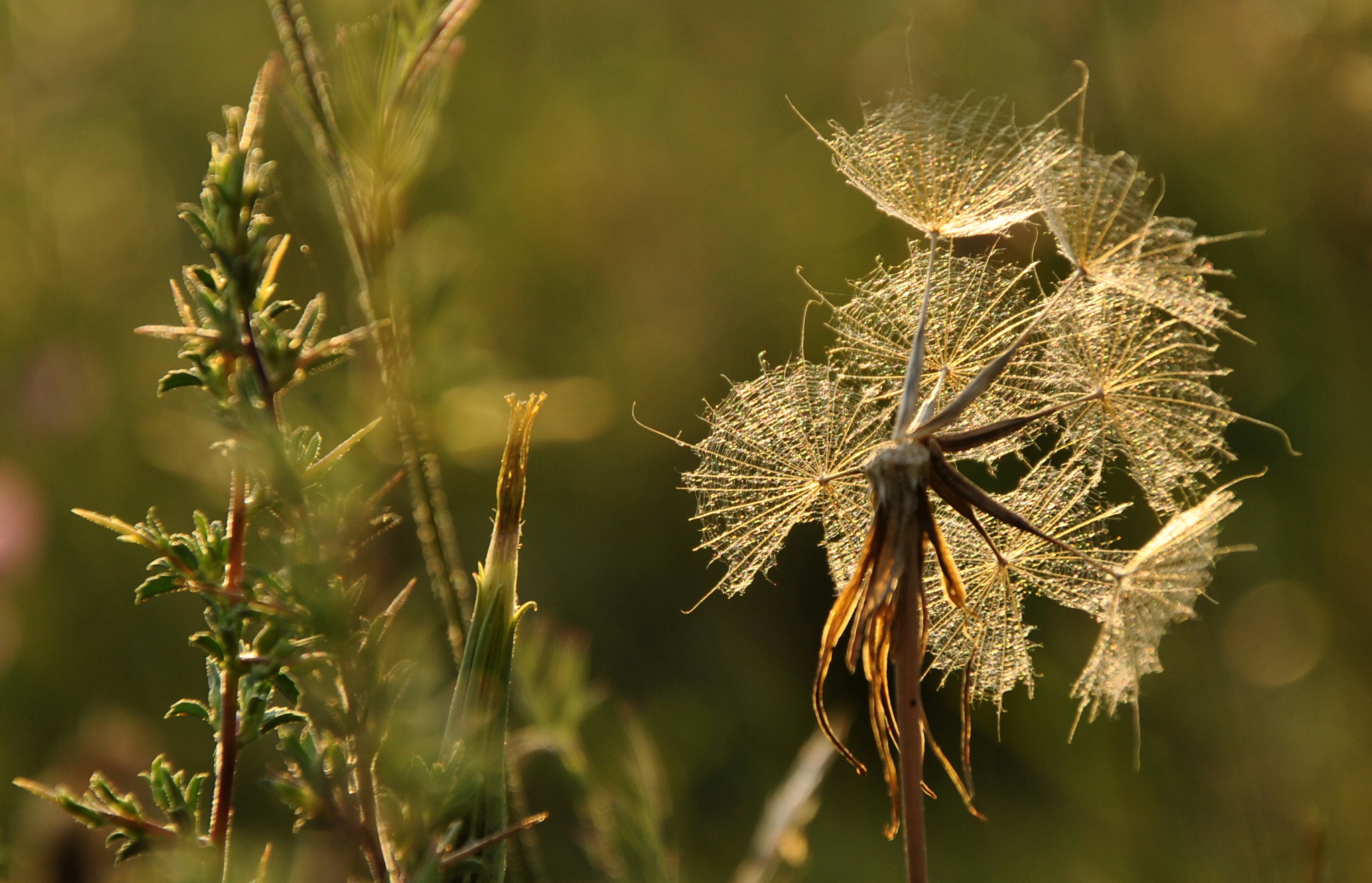 Gold dandelion
