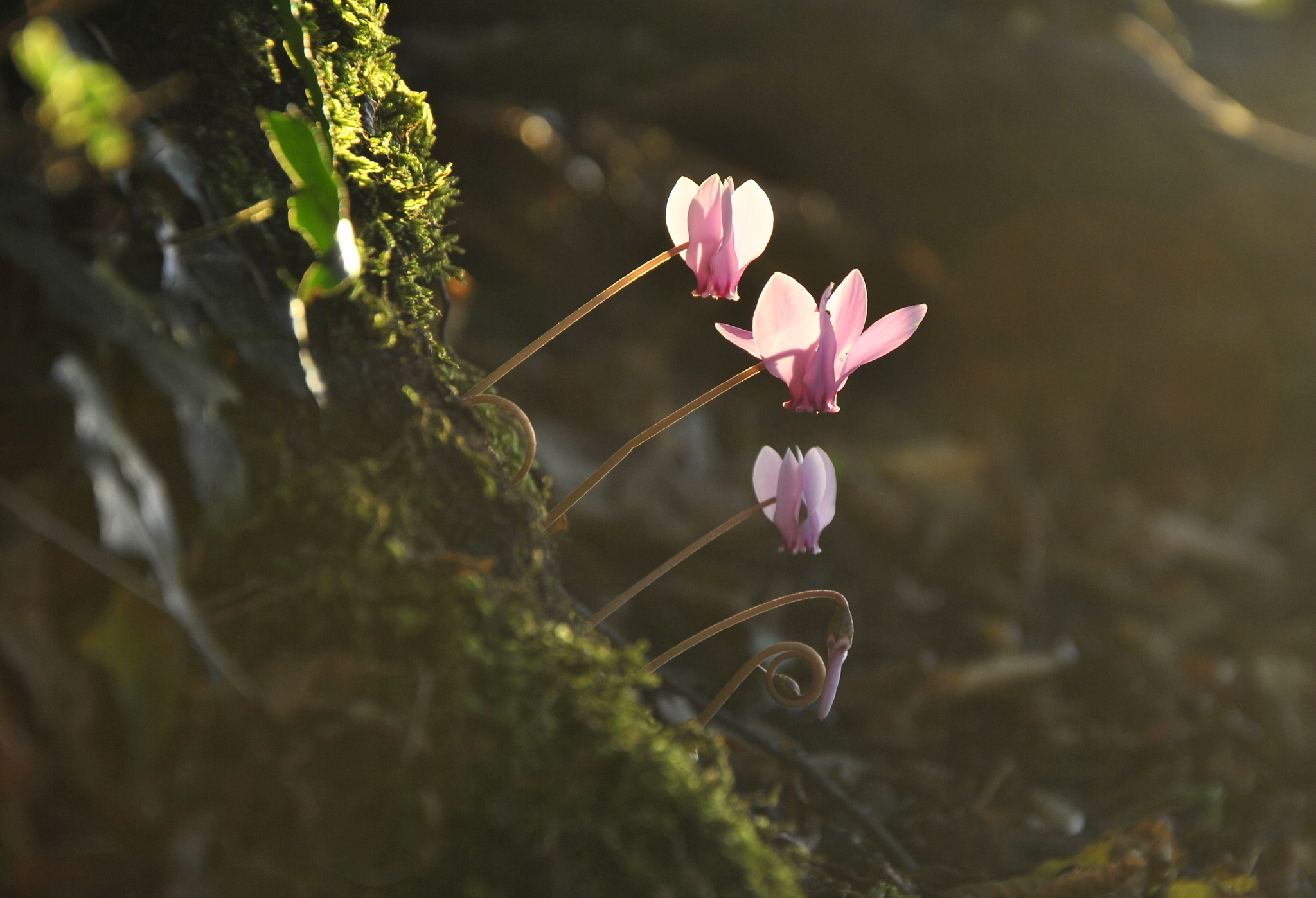 A family of cyclamen ...