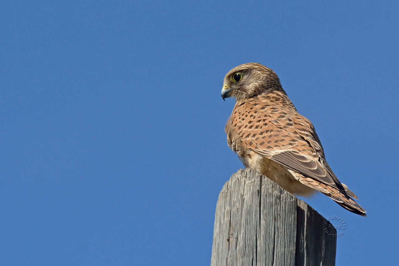 Gheppio f. (Falco tinnunculus)