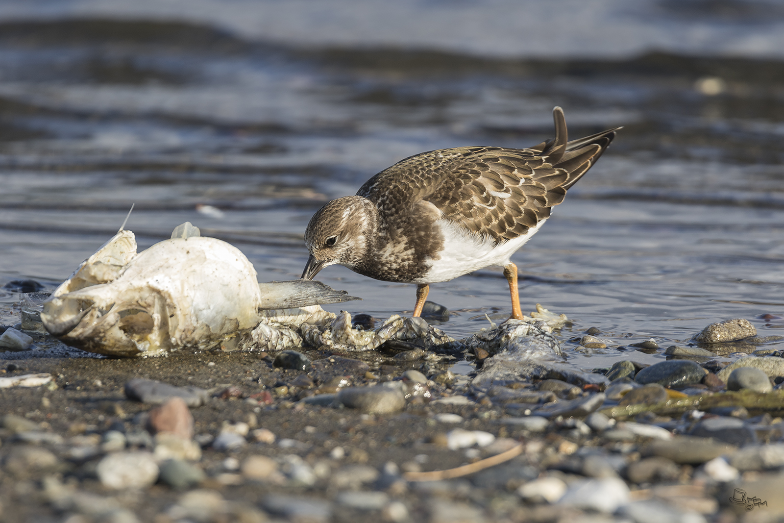 Ruddy Turnstone