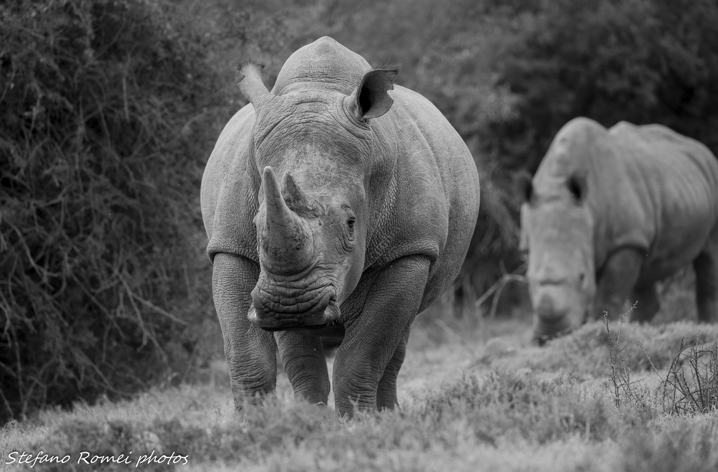 di fronte ai giganti