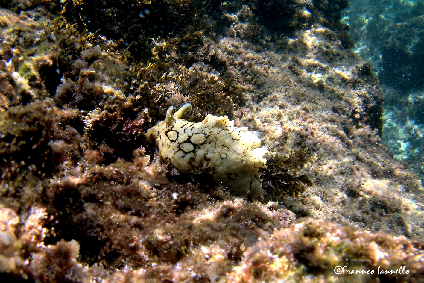 Aplysia dagli Anelli