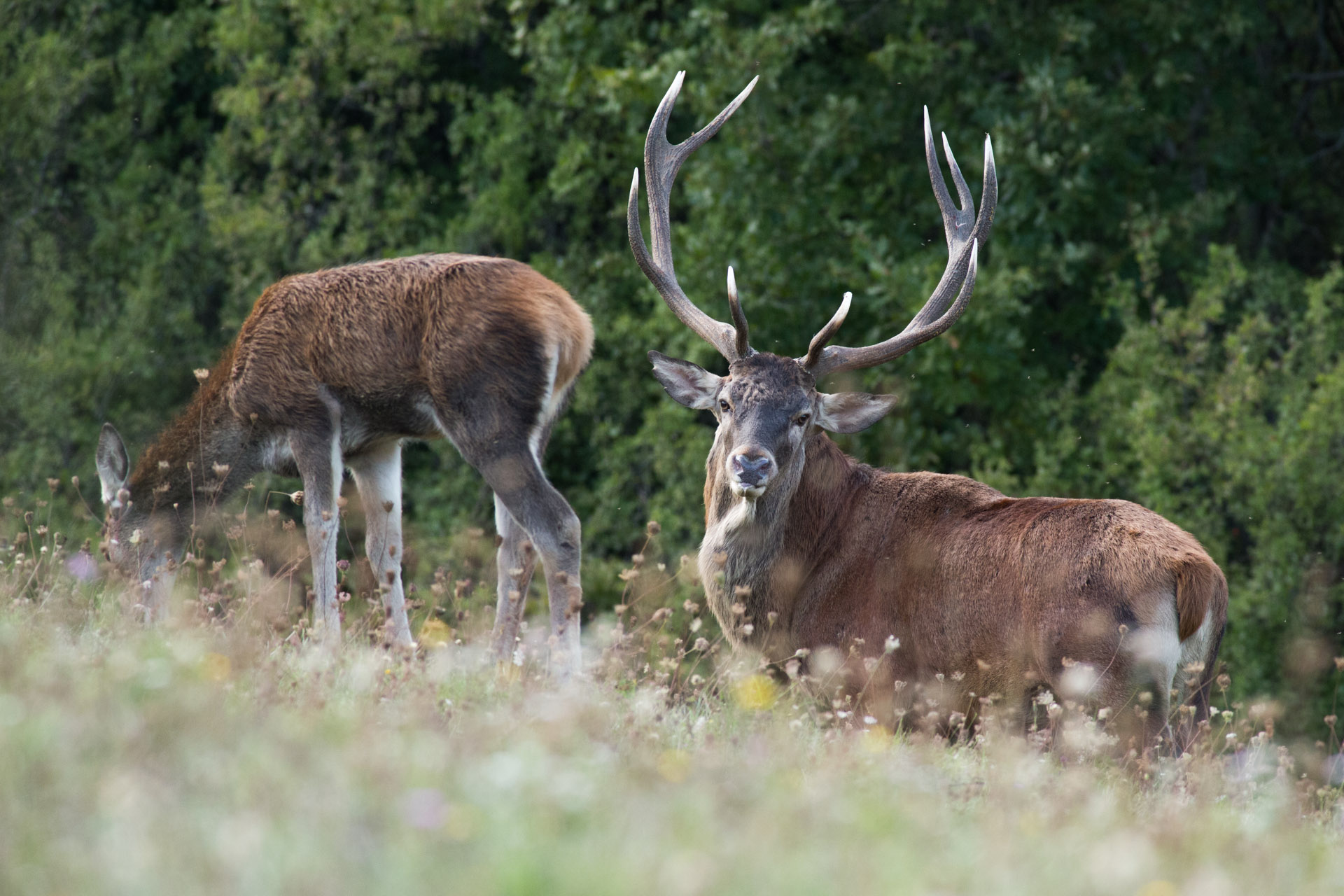 Bramito 2015 stalking