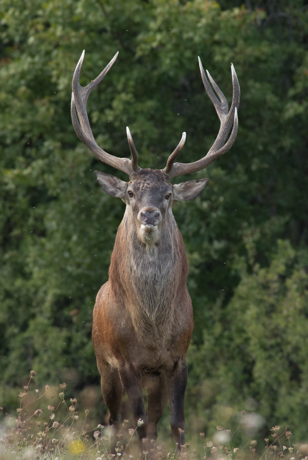 Bramito 2015 stalking